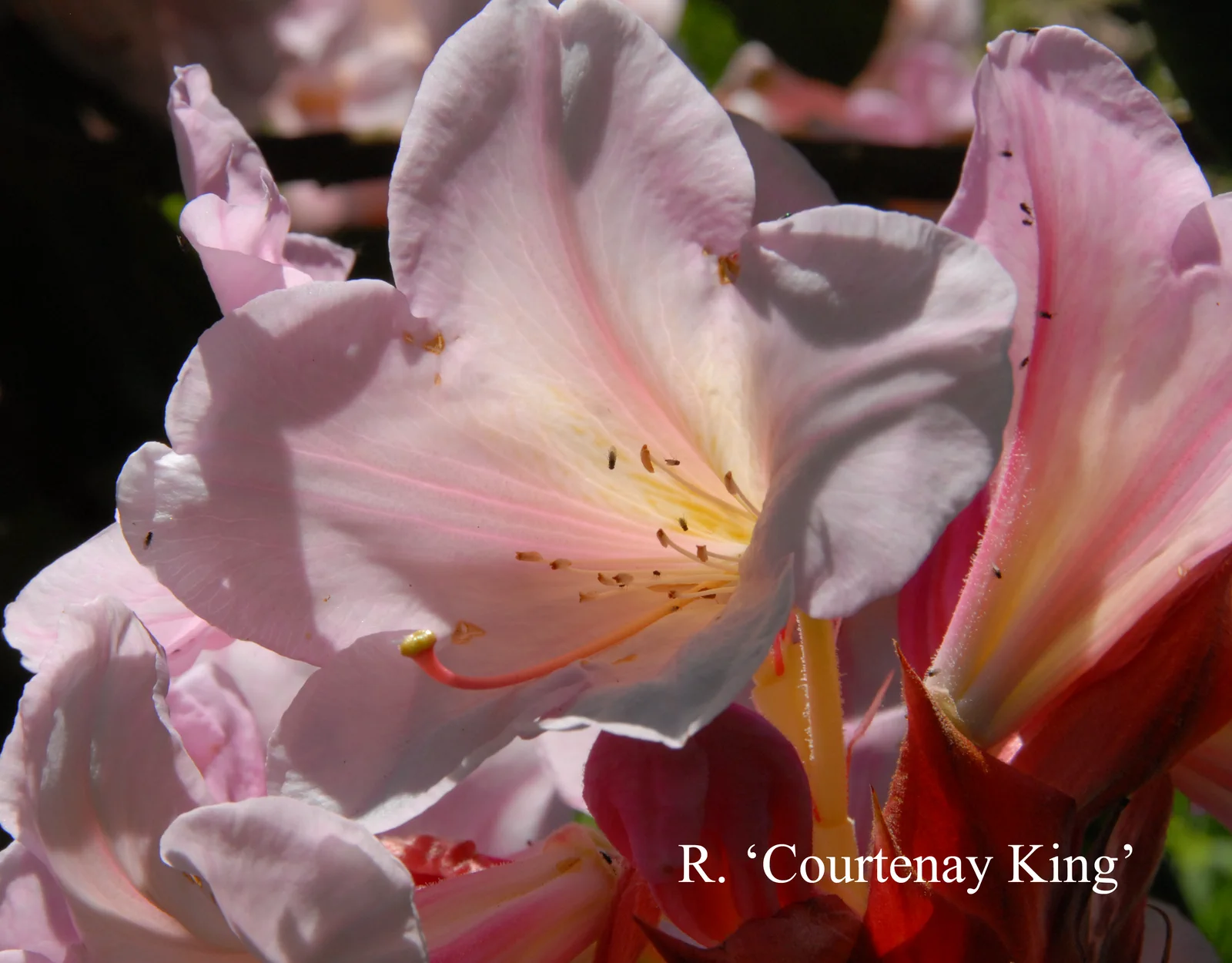 R. 'Courtenay King' photo of R. 'Courtenay King'. Location: Fearing's Farm Nursery, Abbotsford, BC, Canada. Photo by: Harold Fearing