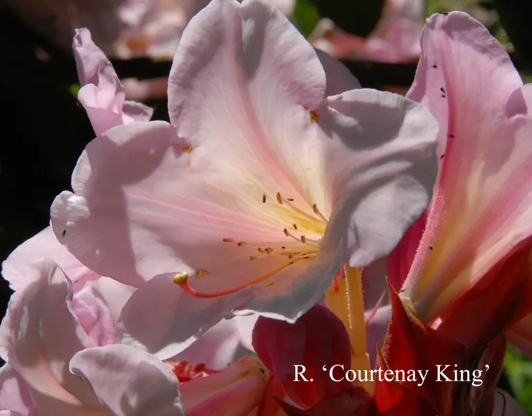 Photo of R. 'Courtenay King', Rhododendron Hybrid
