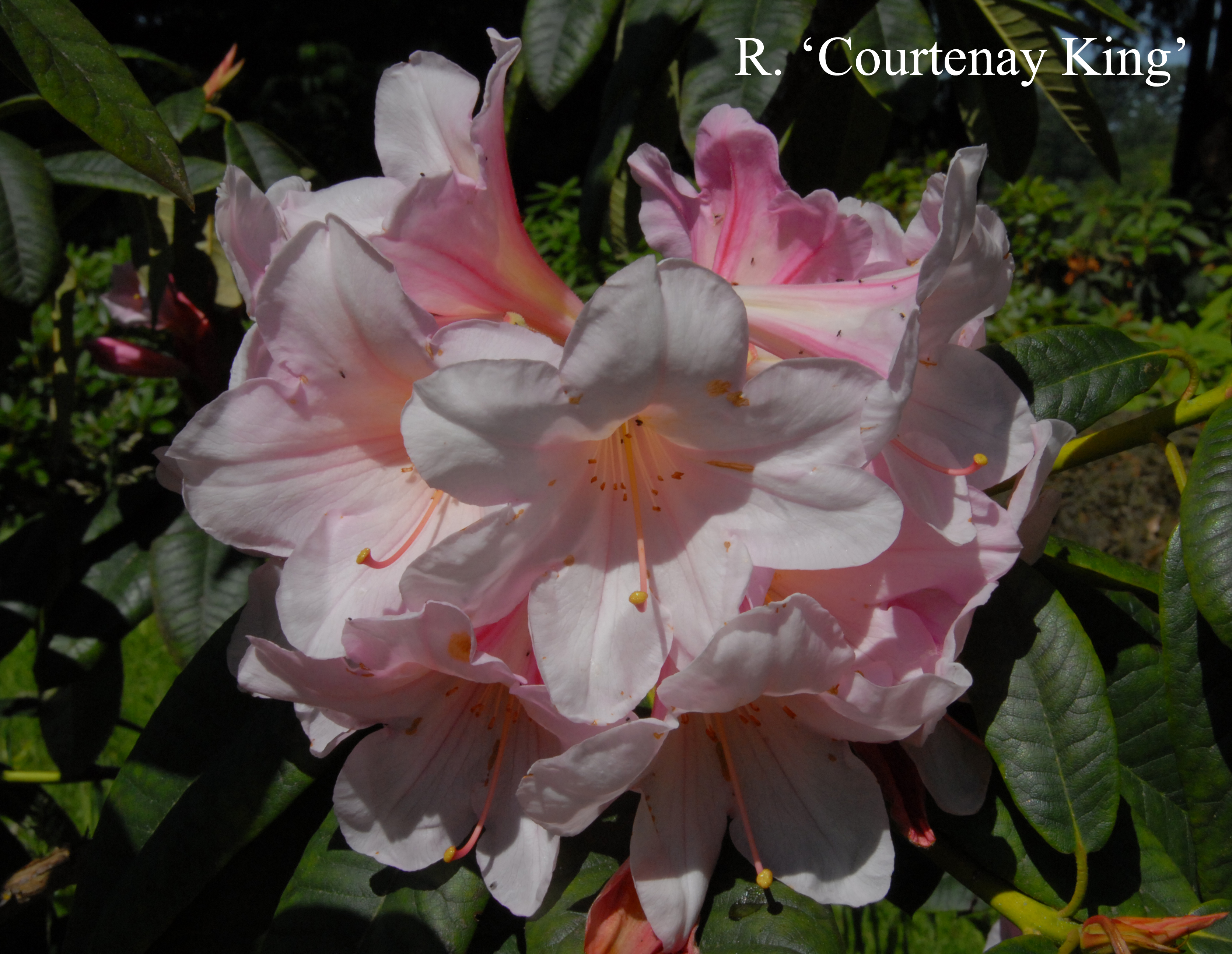 Rhododendron Courtenay King photo