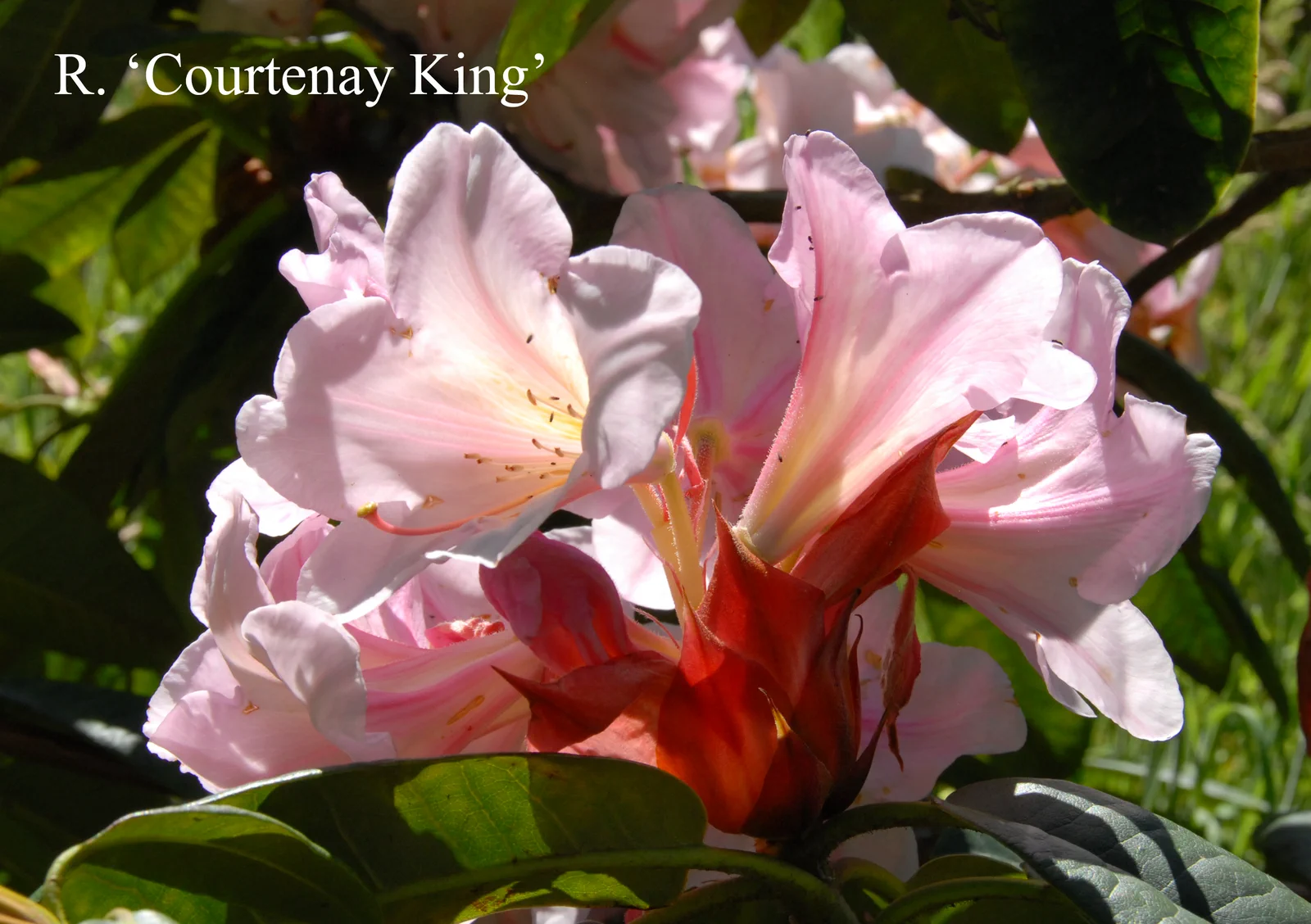 R. 'Courtenay King' photo of R. 'Courtenay King'. Location: Fearing's Farm Nursery, Abbotsford, BC, Canada. Photo by: Harold Fearing