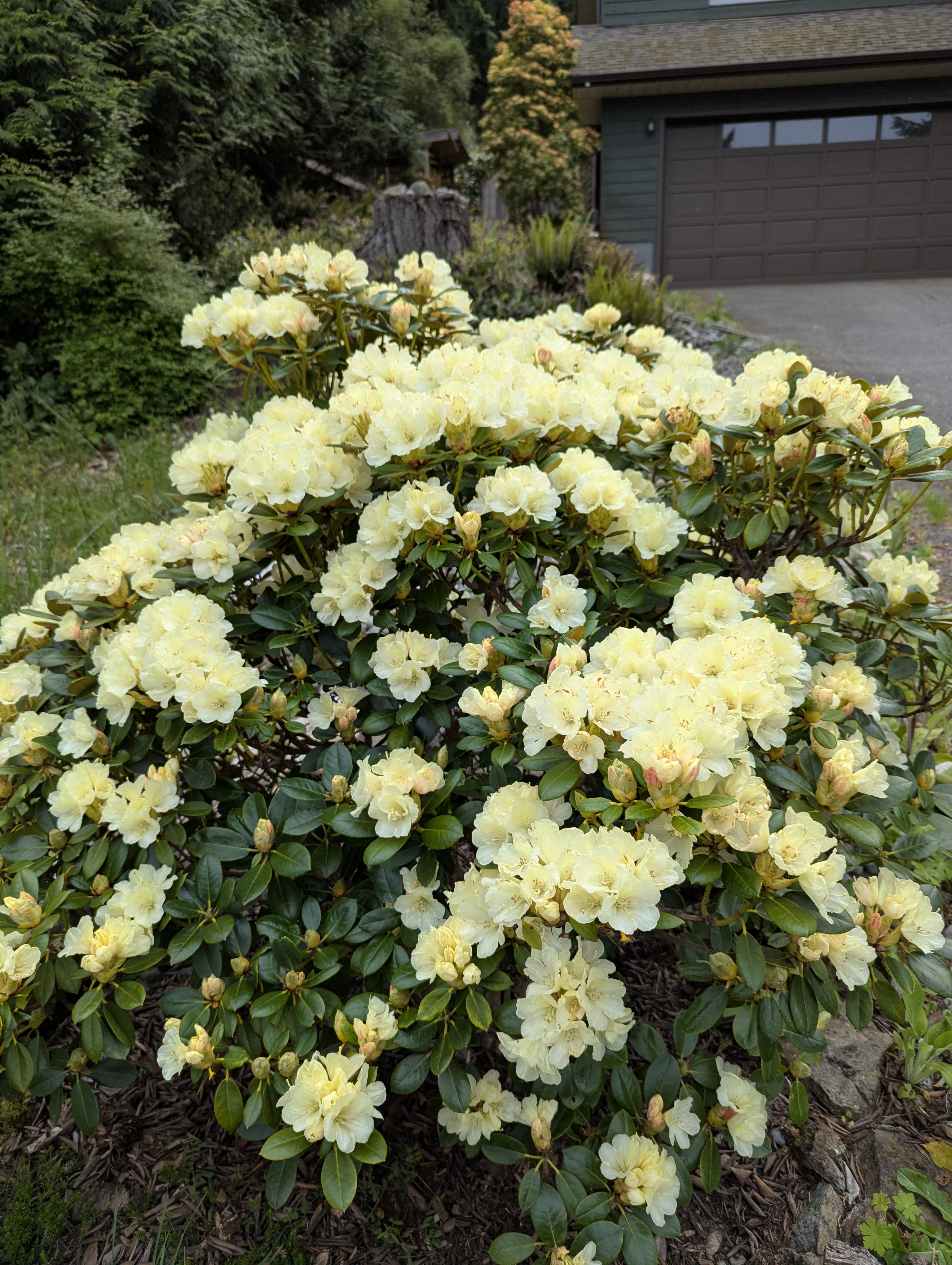 Rhododendron Lemon Dream photo
