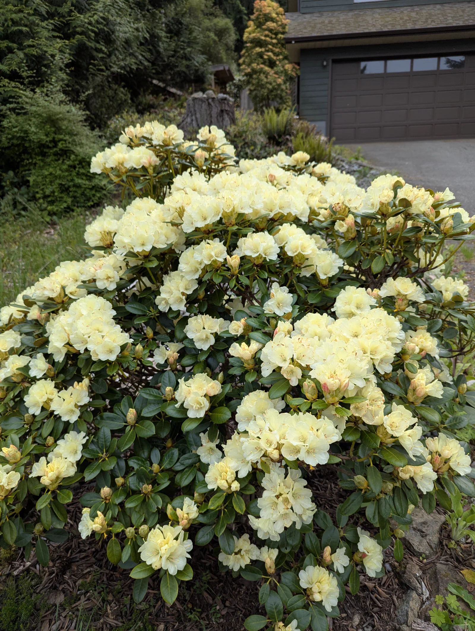 R. 'Lemon Dream' photo of R. 'Lemon Dream'. R. 'Lemon Dream' bloom and habit when grown in full sun. Plant is 20 years old and 4 ft (120cm).. Location: East Sooke, South Vancouver Island, BC, Canada. Photo by: John Verwolf