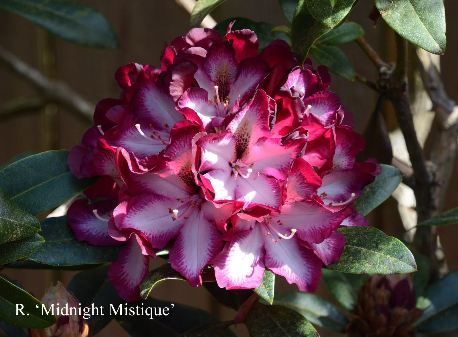 R. 'Midnight Mystique' photo of R. 'Midnight Mystique'. Location: Fearing's Farm Nursery, Abbotsford, BC, Canada. Photo by: Harold Fearing