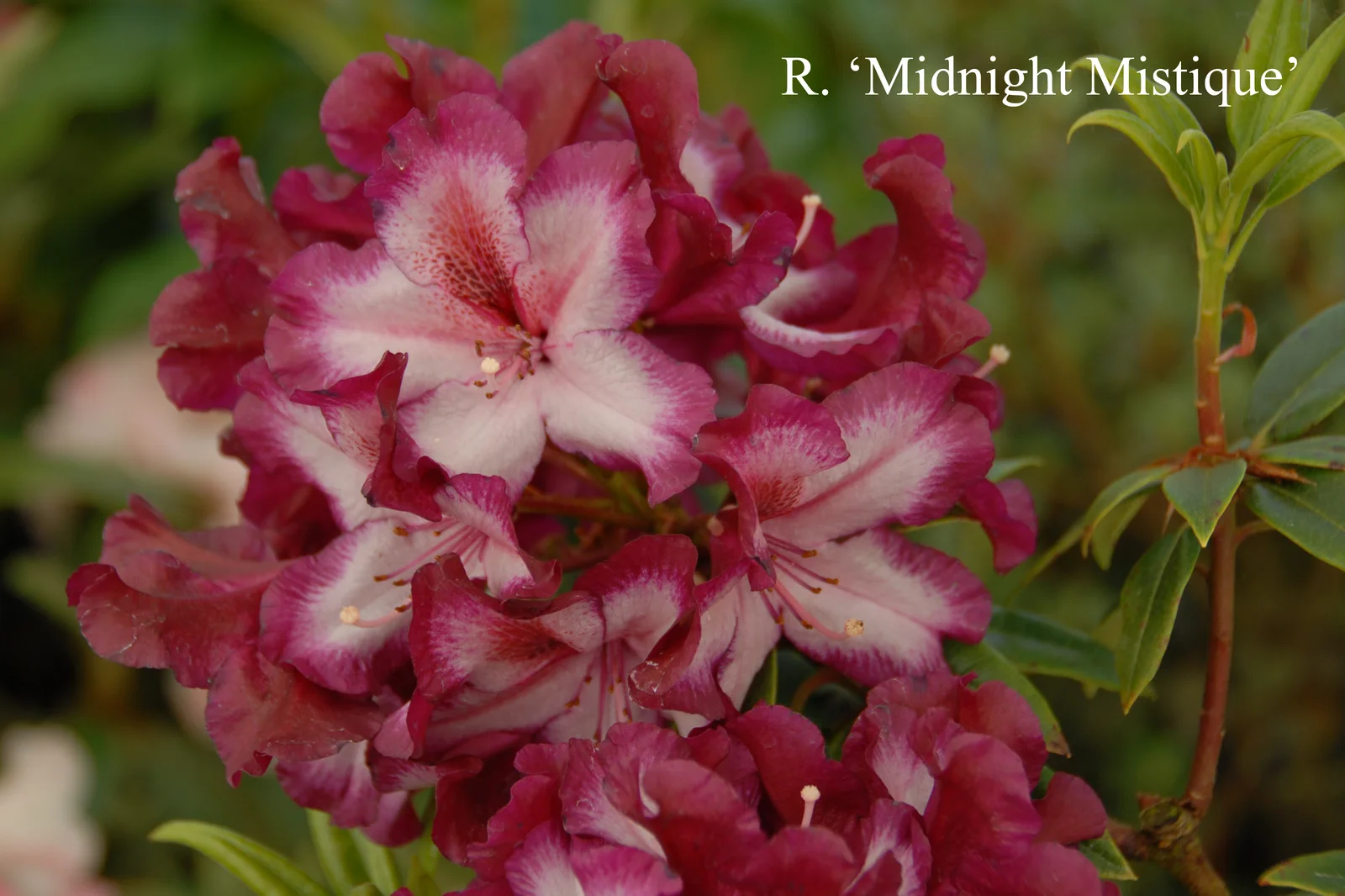 R. 'Midnight Mystique' photo of R. 'Midnight Mystique'. Location: Fearing's Farm Nursery, Abbotsford, BC, Canada. Photo by: Harold Fearing