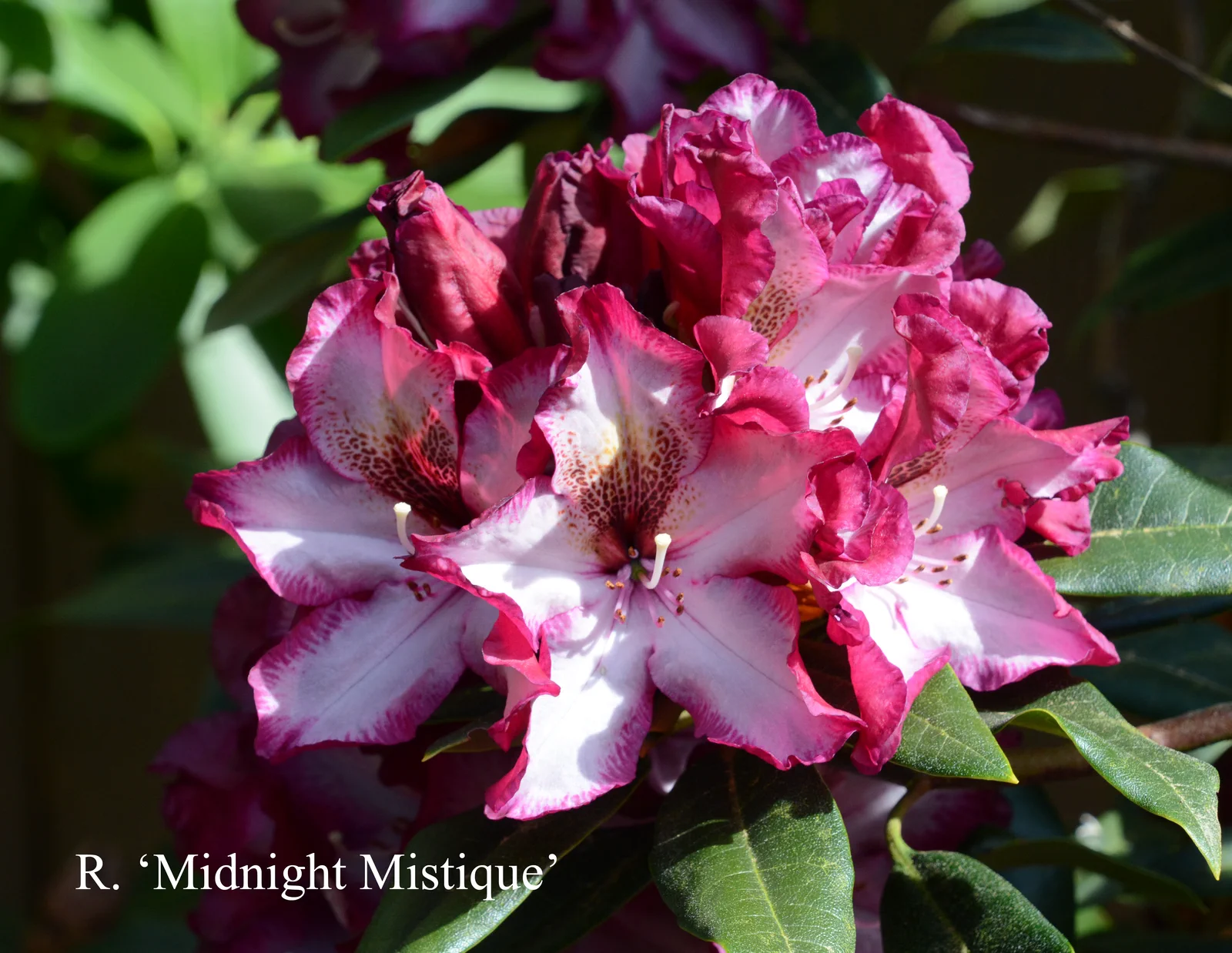 R. 'Midnight Mystique' photo of R. 'Midnight Mystique'. Location: Fearing's Farm Nursery, Abbotsford, BC, Canada. Photo by: Harold Fearing