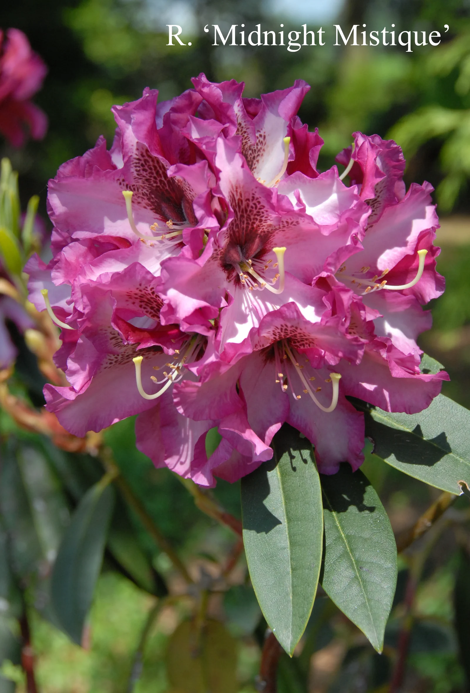 R. 'Midnight Mystique' photo of R. 'Midnight Mystique'. Location: Fearing's Farm Nursery, Abbotsford, BC, Canada. Photo by: Harold Fearing