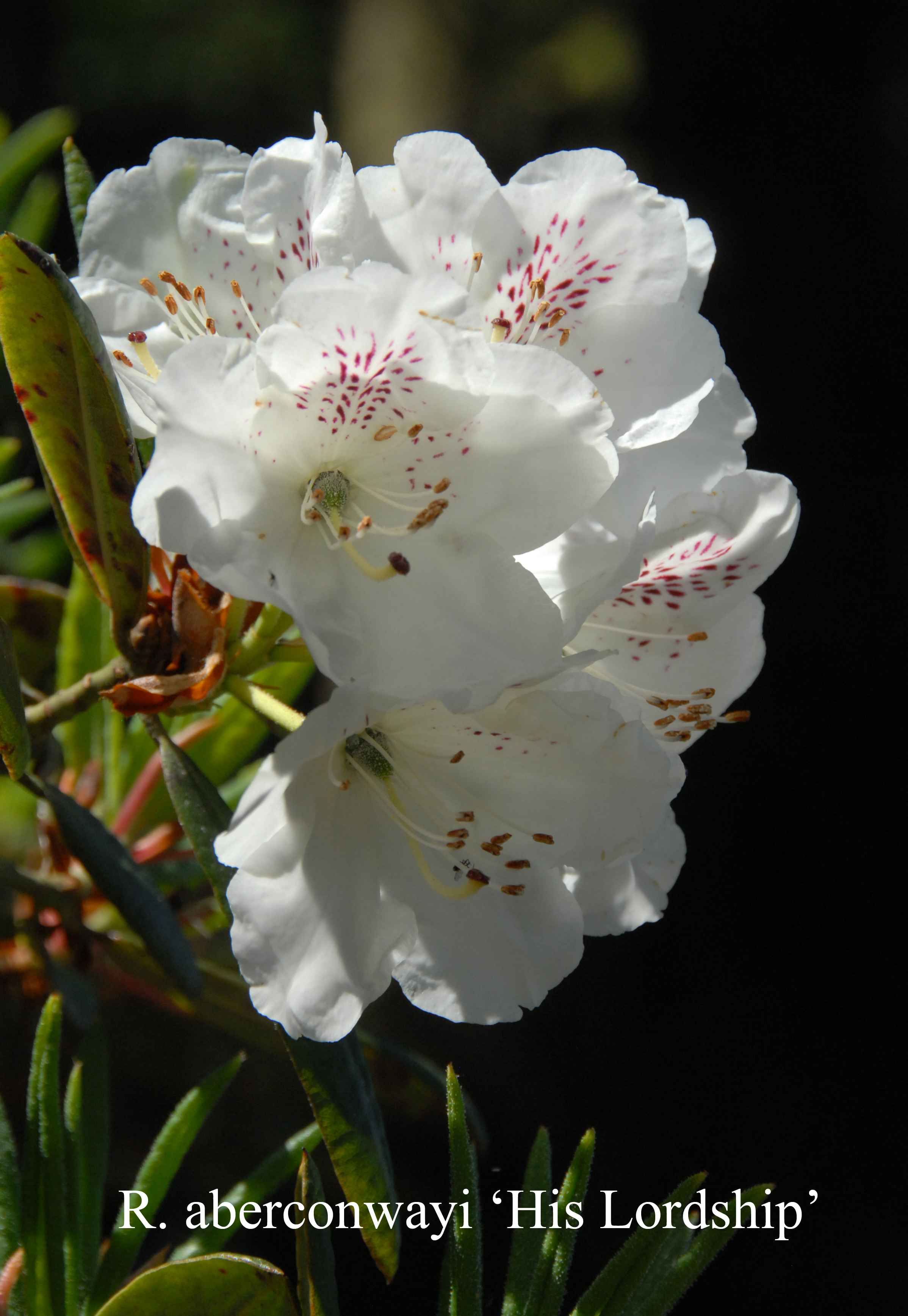 Rhododendron His Lordship photo