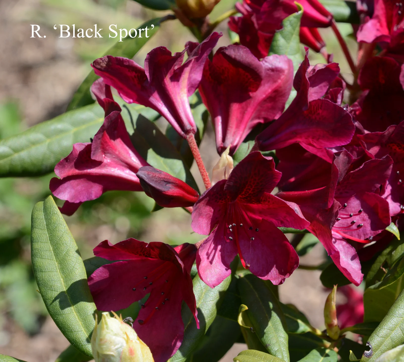 R. 'Black Sport' photo of R. 'Black Sport'. Location: Fearing's Farm Nursery, Abbotsford, BC, Canada. Photo by: Harold Fearing