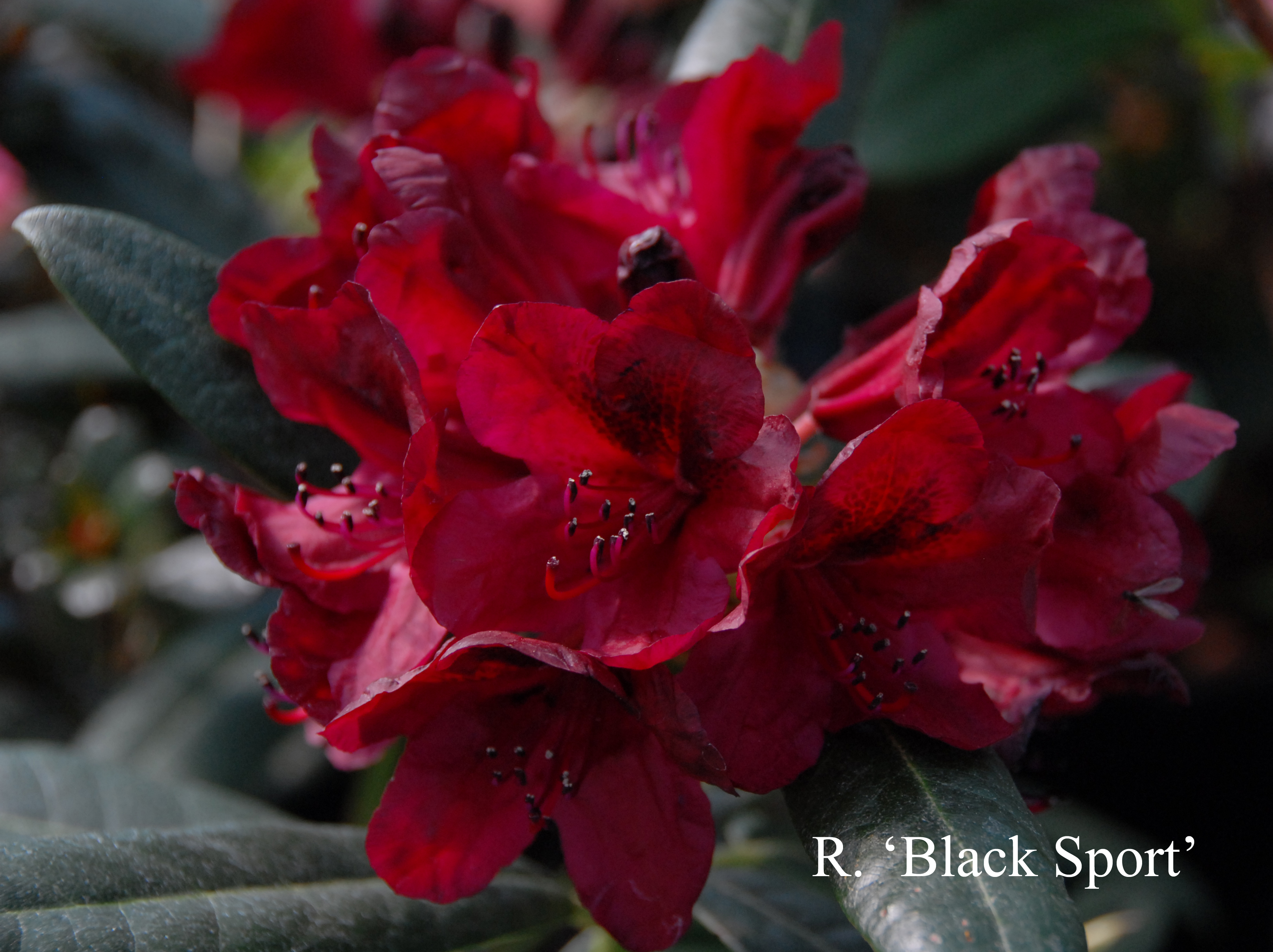 Rhododendron Black Sport photo