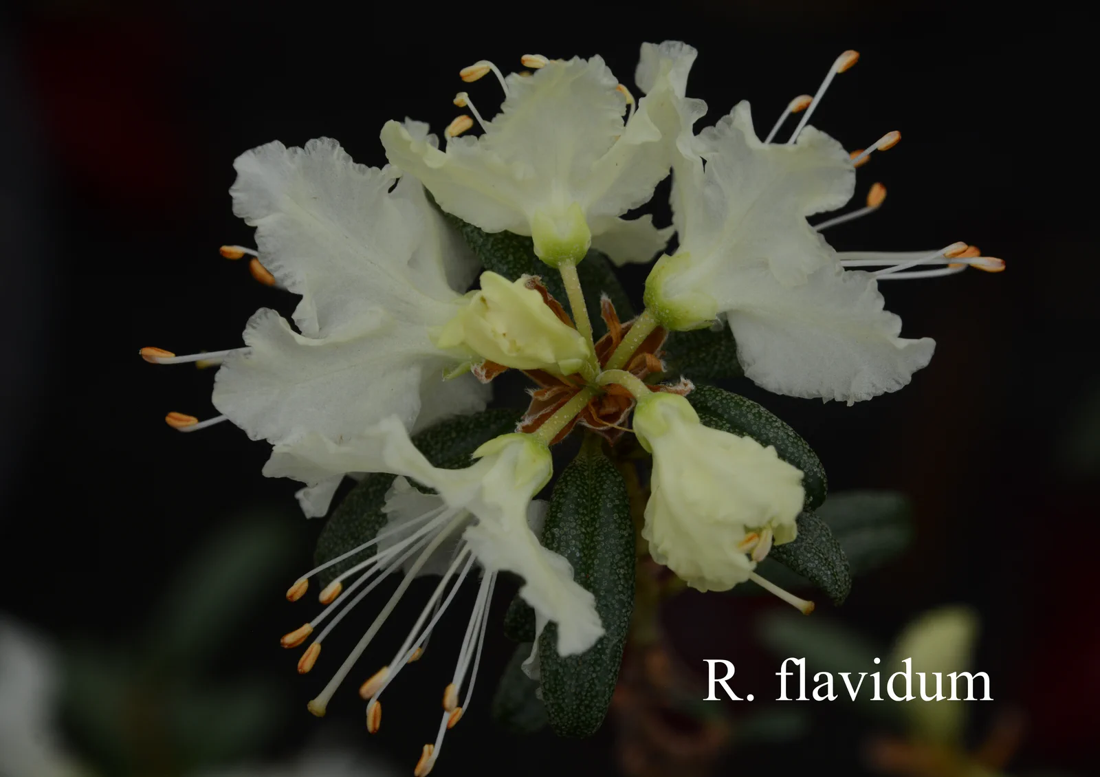 R. flavidum photo of R. flavidum. Location: Fearing's Farm Nursery, Abbotsford, BC, Canada. Photo by: Harold Fearing