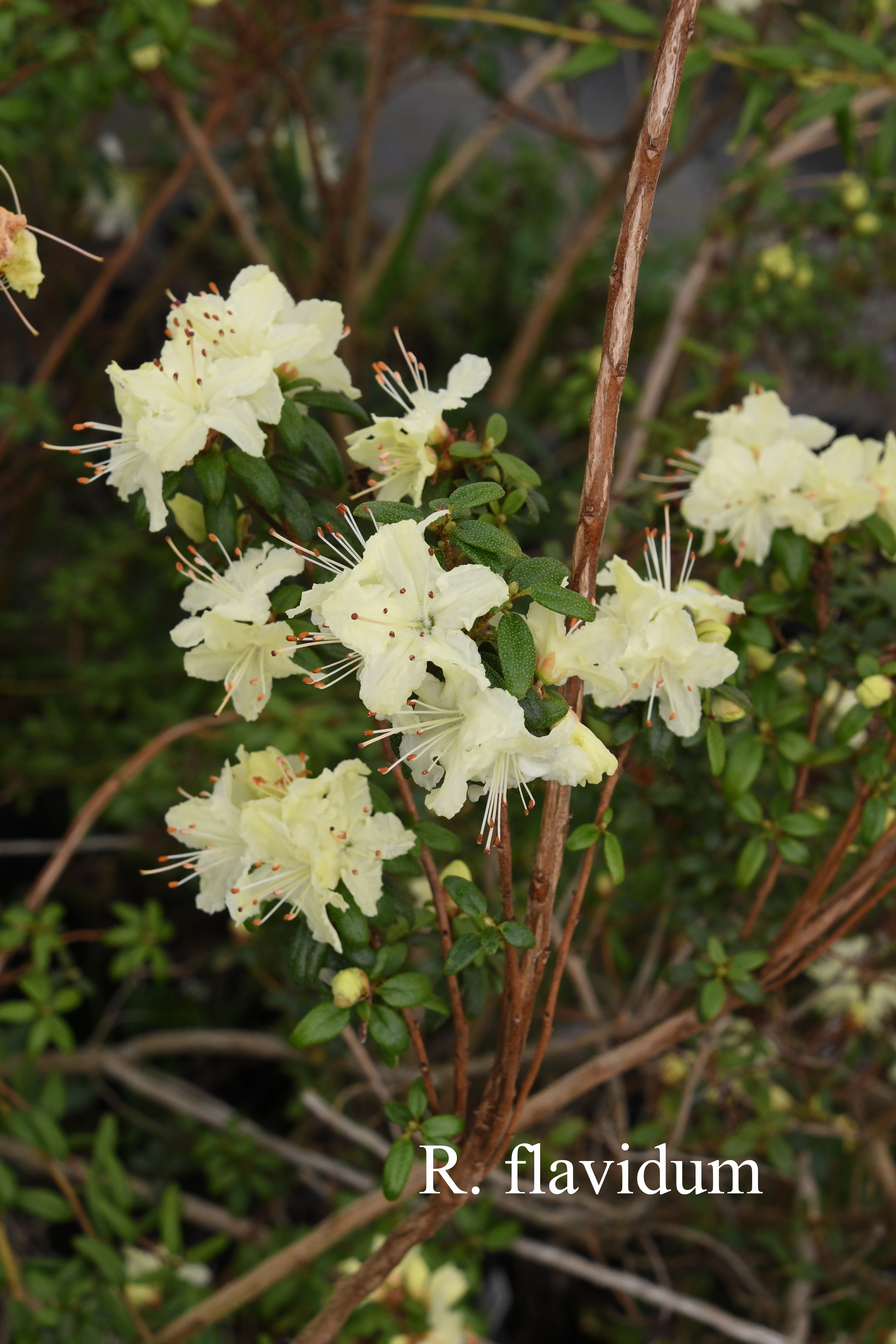 Rhododendron flavidum photo