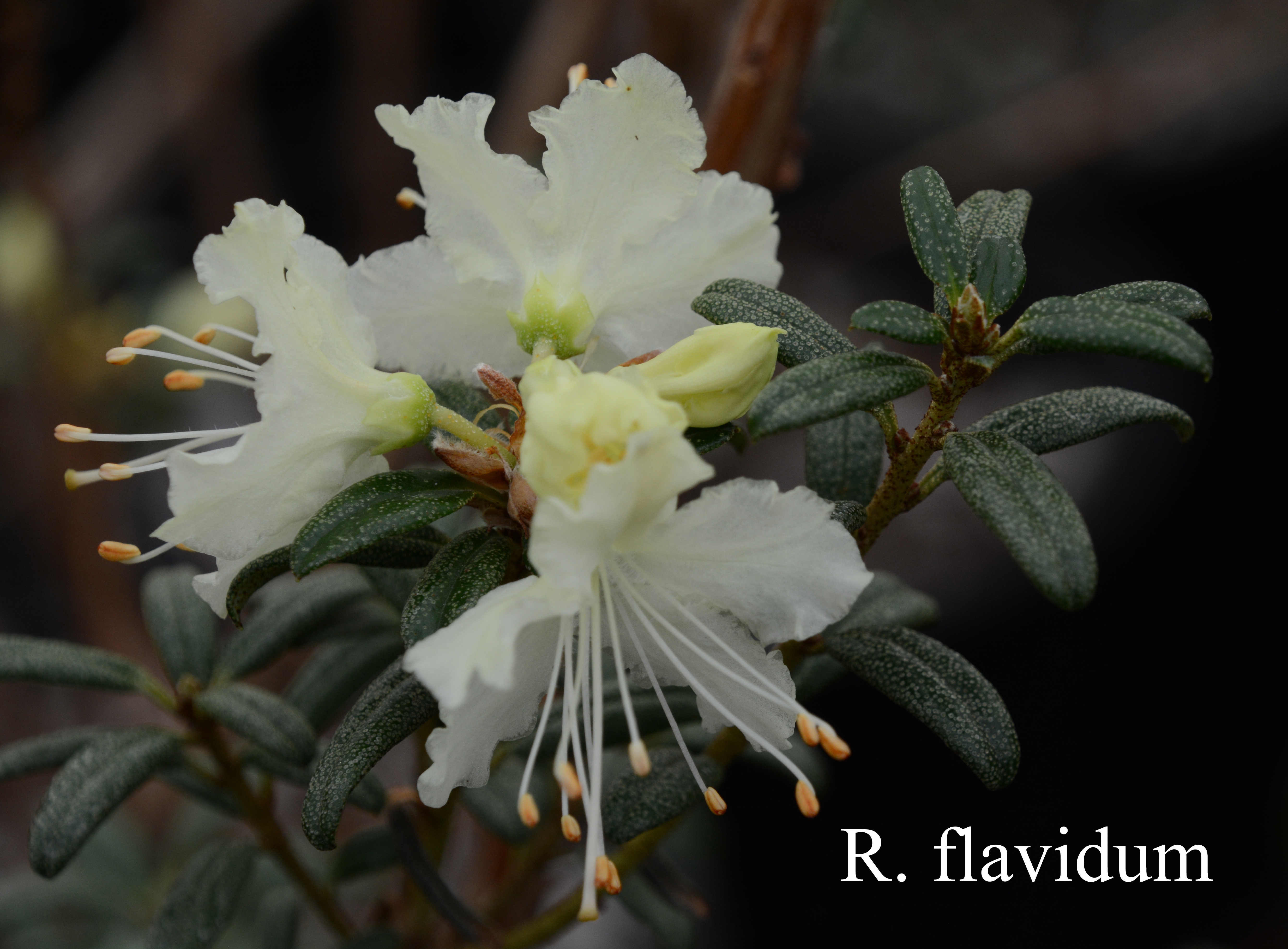Rhododendron flavidum photo