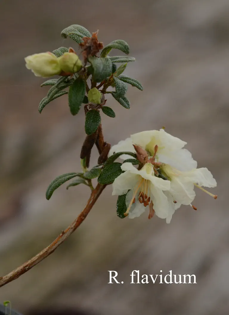 Photo of R. flavidum, Species