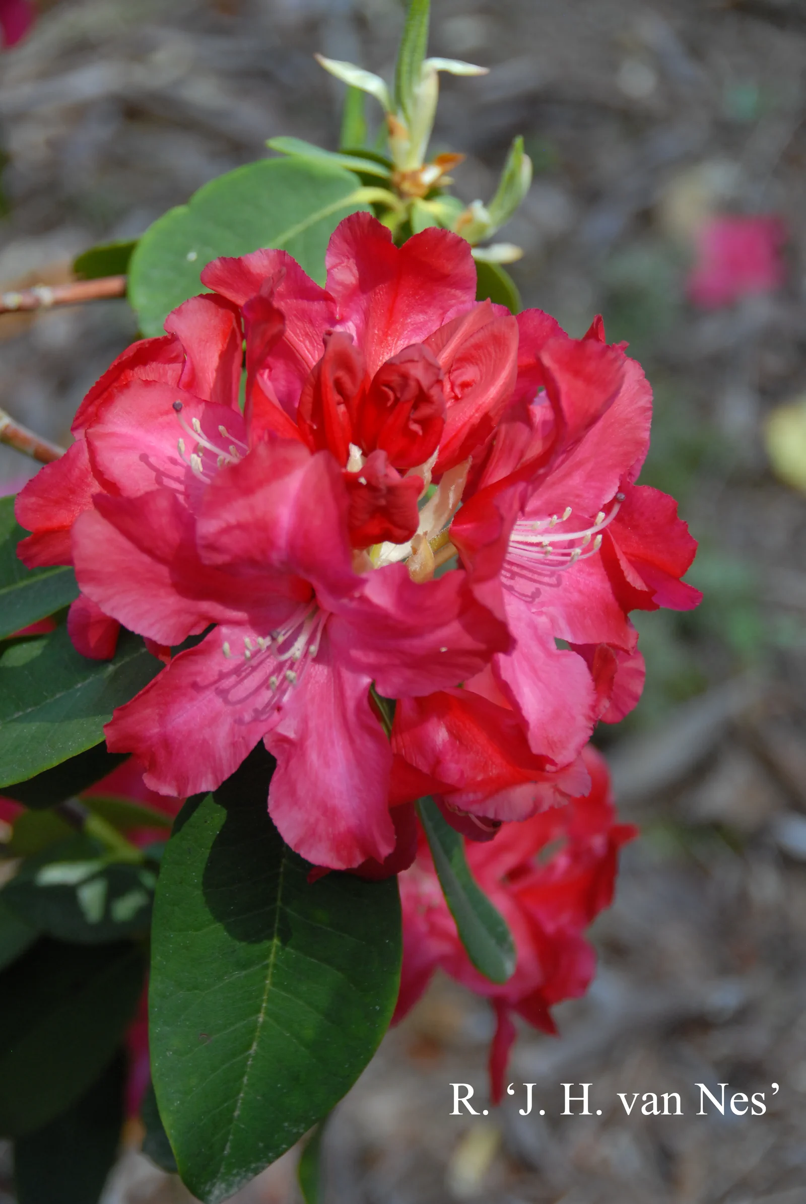 R. 'J. H. van Nes' photo of R. 'J. H. van Nes'. Location: Fearing's Farm Nursery, Abbotsford, BC, Canada. Photo by: Harold Fearing