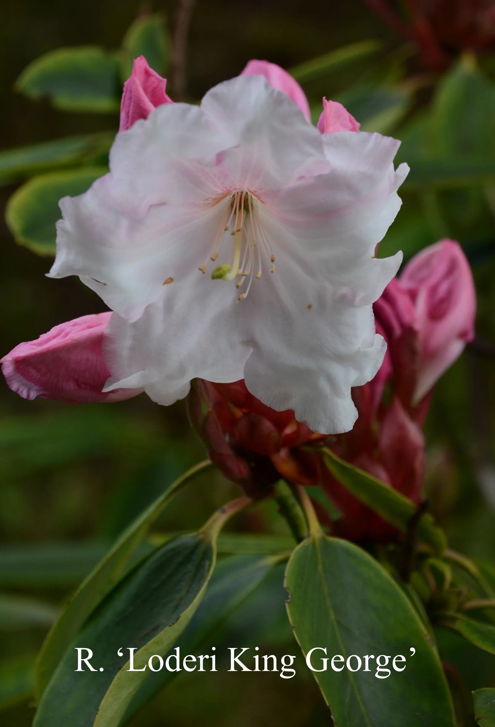 R. 'Loderi King George' photo of R. 'Loderi King George'. Location: Fearing's Farm Nursery, Abbotsford, BC, Canada. Photo by: Harold Fearing