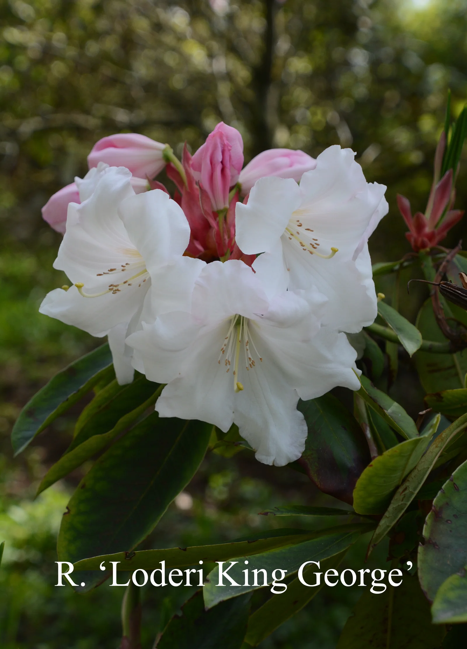 R. 'Loderi King George' photo of R. 'Loderi King George'. Location: Fearing's Farm Nursery, Abbotsford, BC, Canada. Photo by: Harold Fearing
