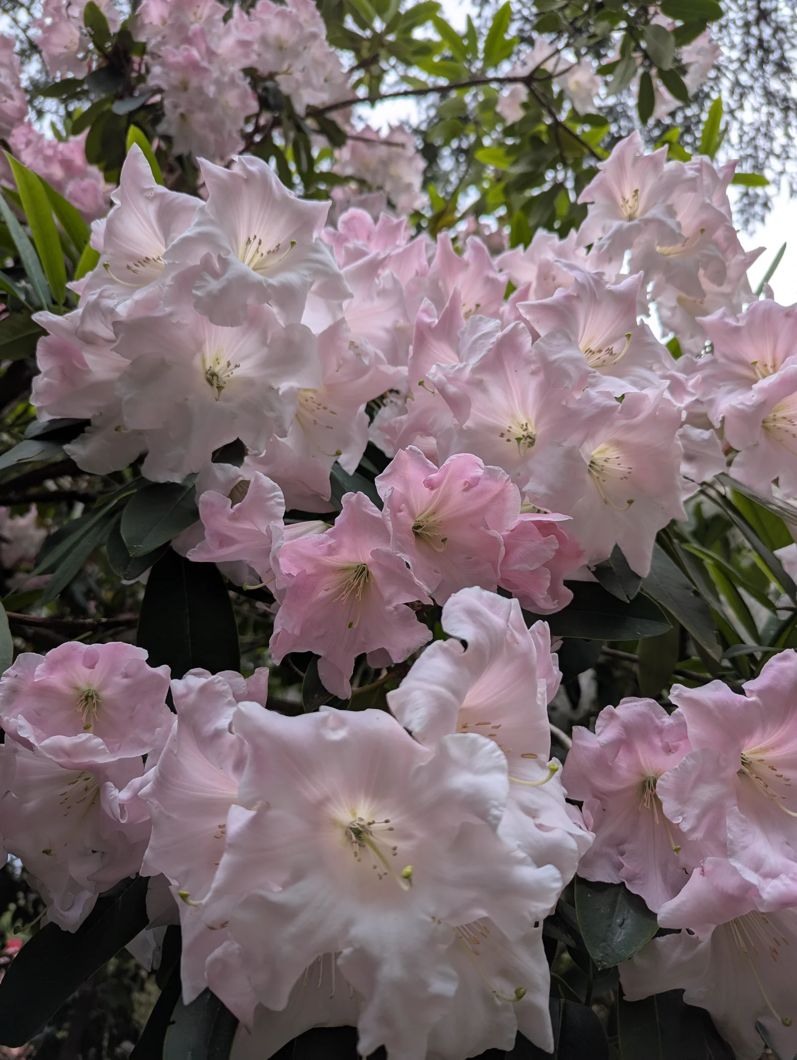 R. 'Loderi King George' photo of R. 'Loderi King George'. R. 'Loderi King George' fresh flower trusses, opening pink then fading to white as the season progresses. Location: Gardens at the HCP, Saanich, Vancouver Island, BC, Canada. Photo by: John Verwolf