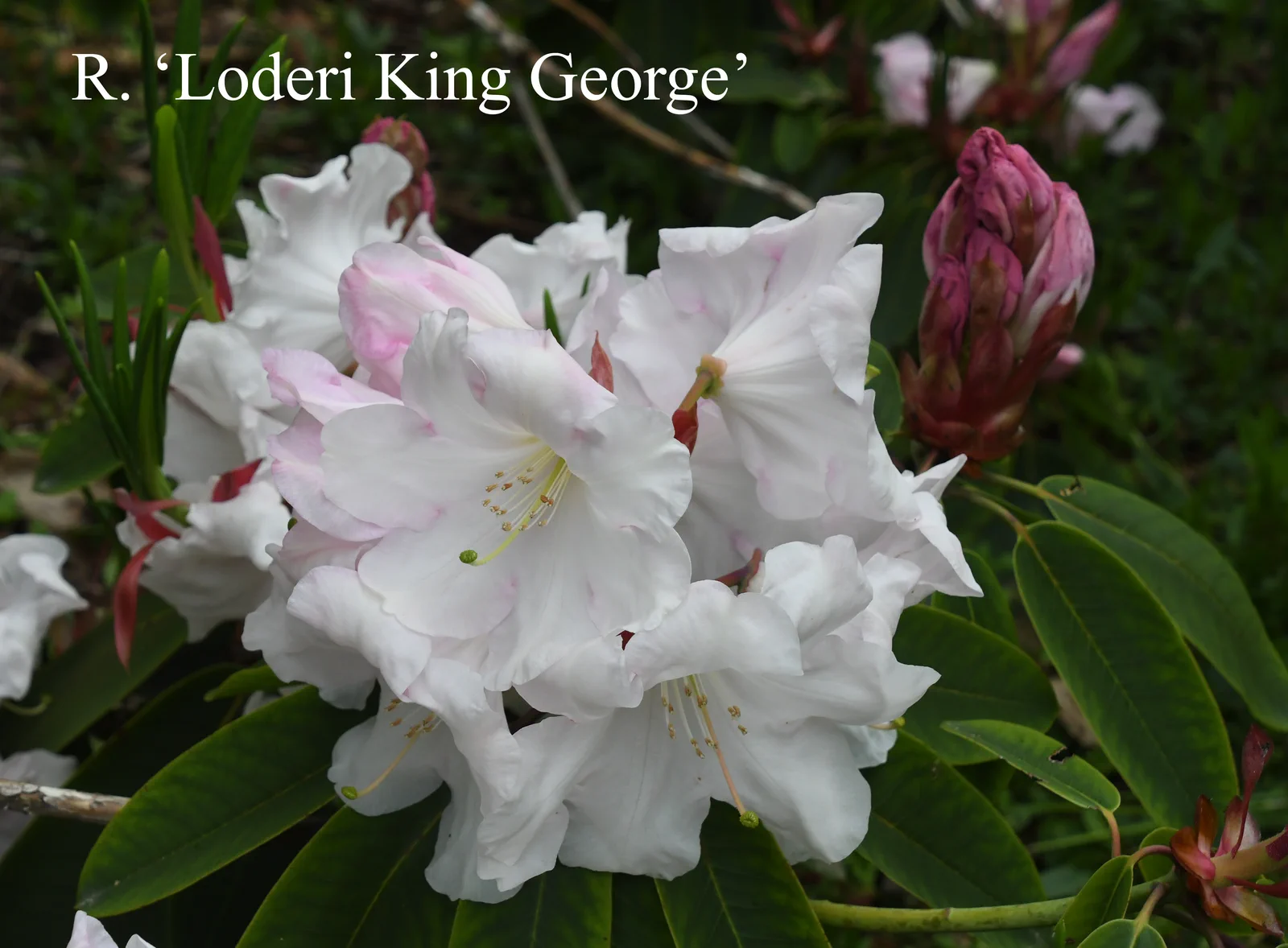 R. 'Loderi King George' photo of R. 'Loderi King George'. Location: Fearing's Farm Nursery, Abbotsford, BC, Canada. Photo by: Harold Fearing