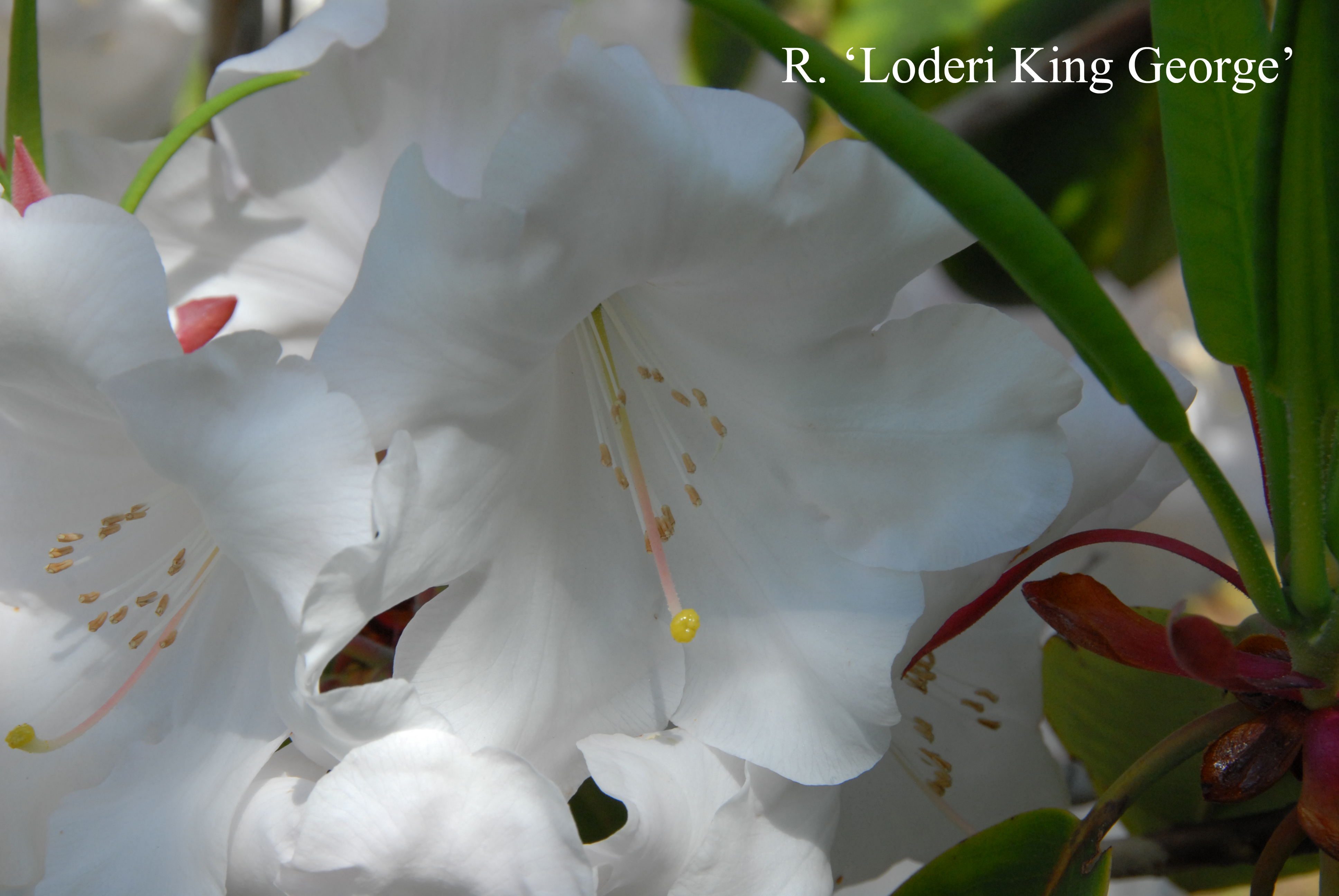 Rhododendron Loderi King George photo