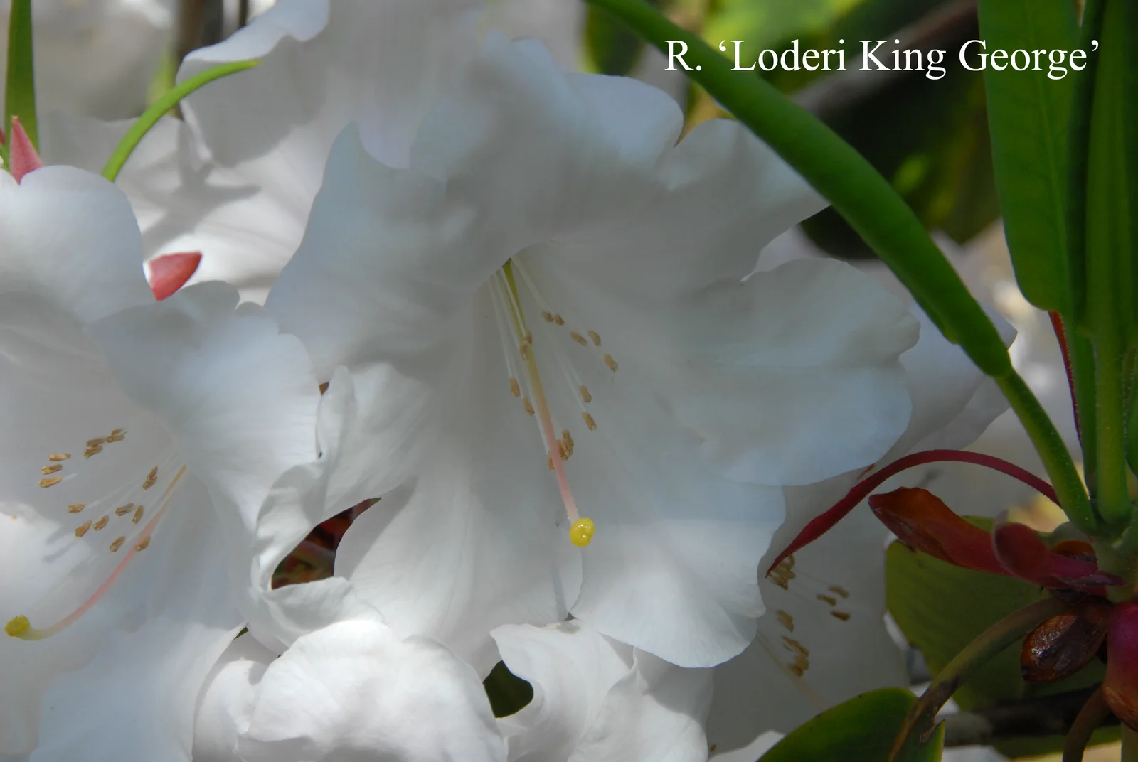 R. 'Loderi King George' photo of R. 'Loderi King George'. Location: Fearing's Farm Nursery, Abbotsford, BC, Canada. Photo by: Harold Fearing