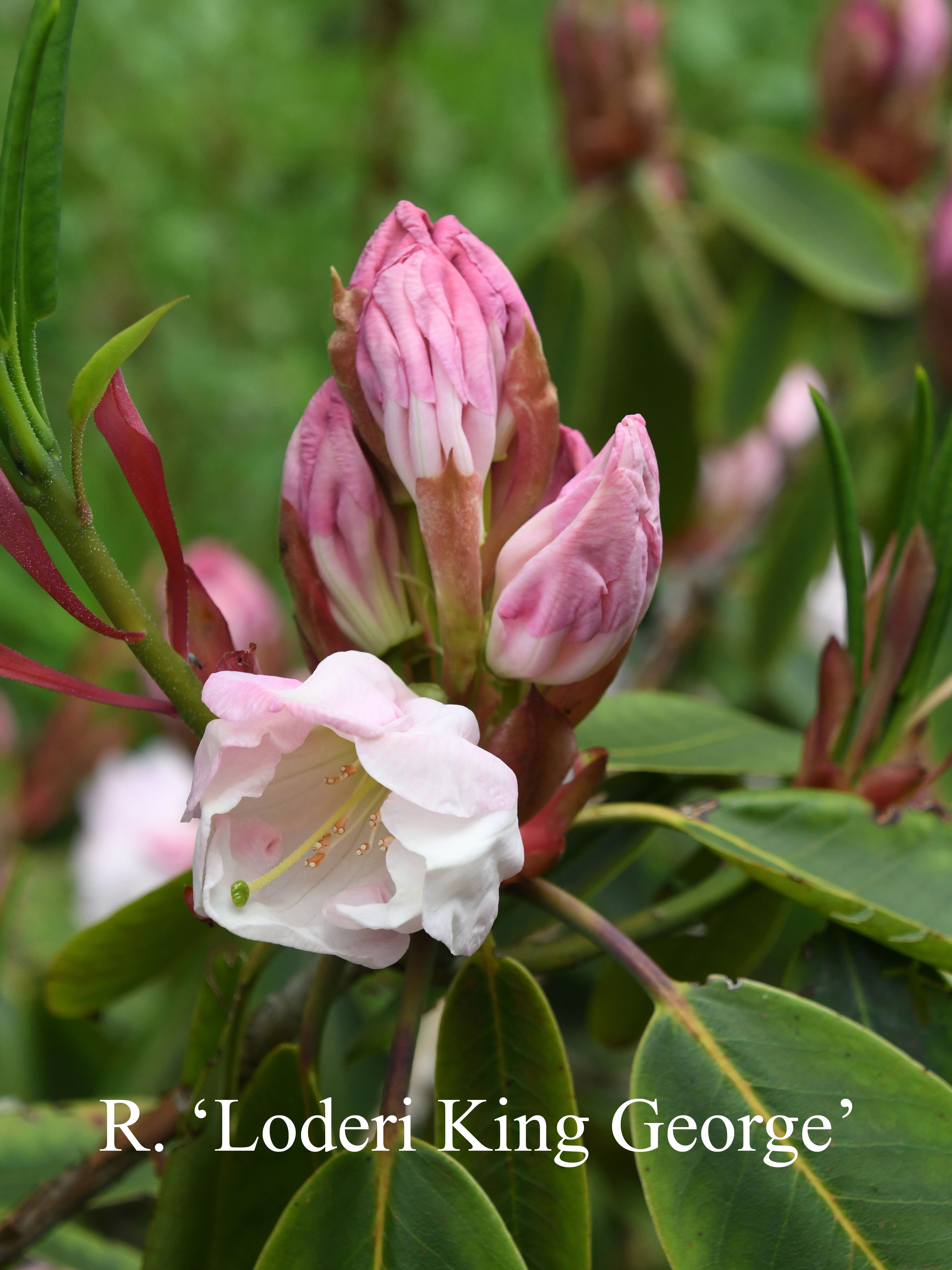 Rhododendron Loderi King George photo