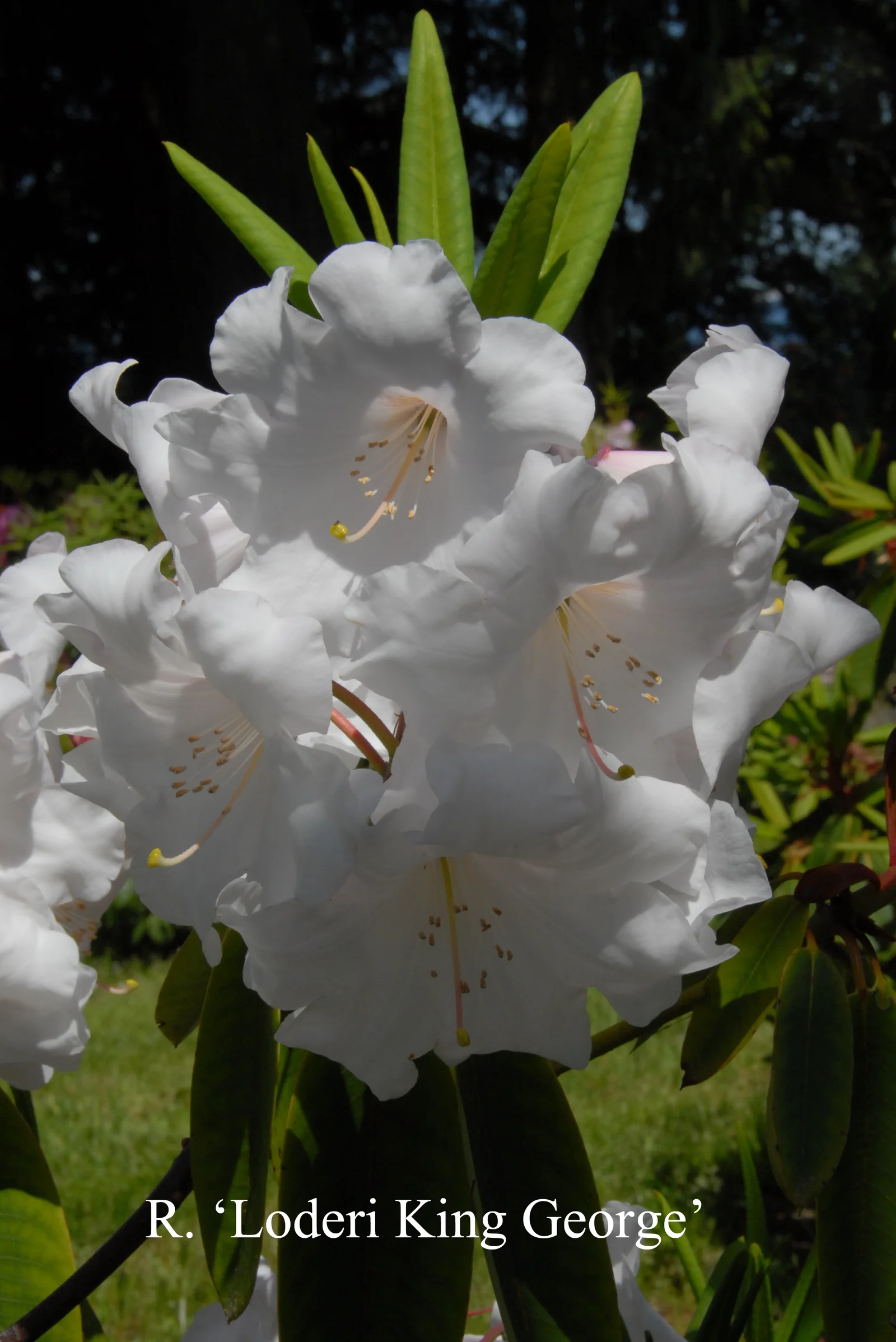 R. 'Loderi King George' photo of R. 'Loderi King George'. Location: Fearing's Farm Nursery, Abbotsford, BC, Canada. Photo by: Harold Fearing