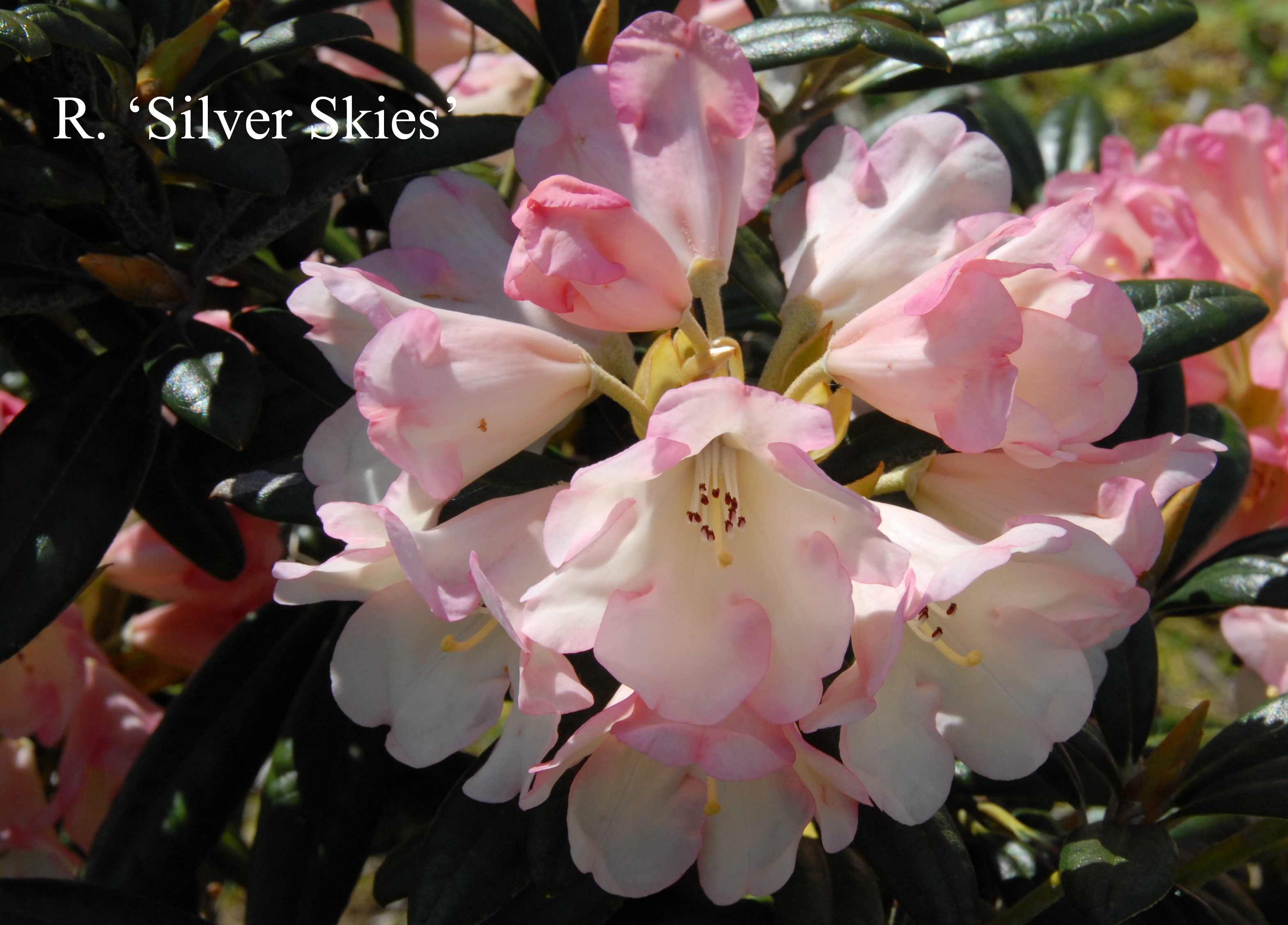 Rhododendron Silver Skies photo