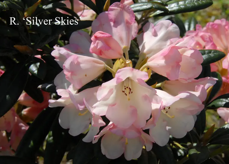 Photo of R. 'Silver Skies', Rhododendron Hybrid