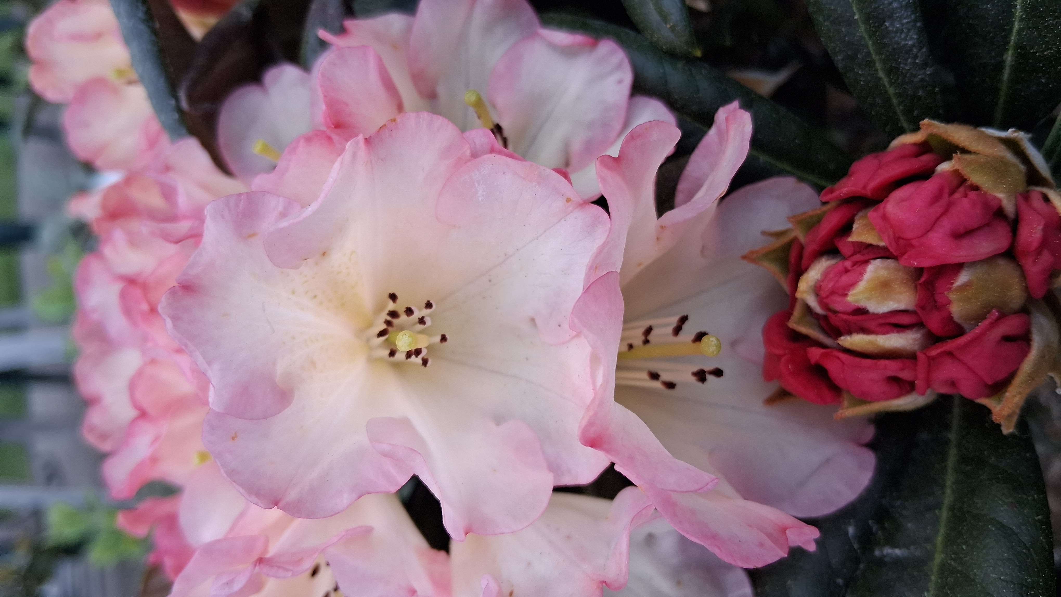 Rhododendron Silver Skies photo
