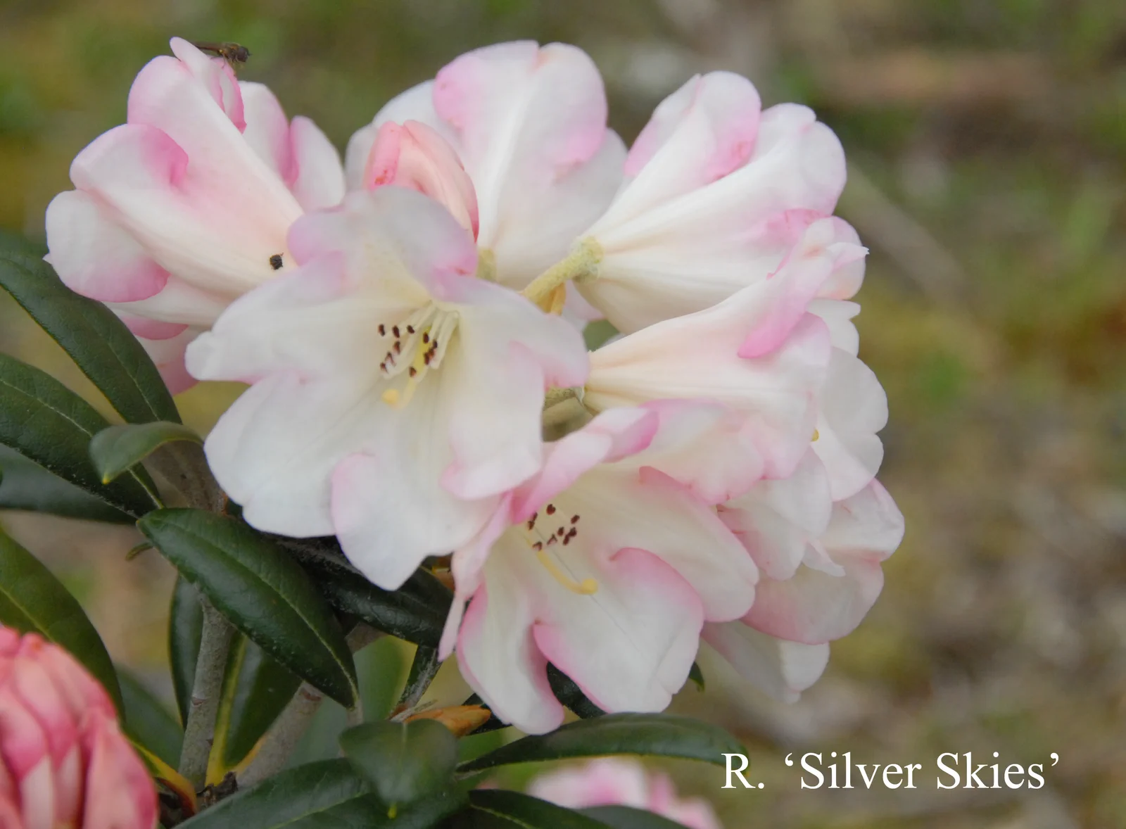 R. 'Silver Skies' photo of R. 'Silver Skies'. Location: Fearing's Farm Nursery, Abbotsford, BC, Canada. Photo by: Harold Fearing