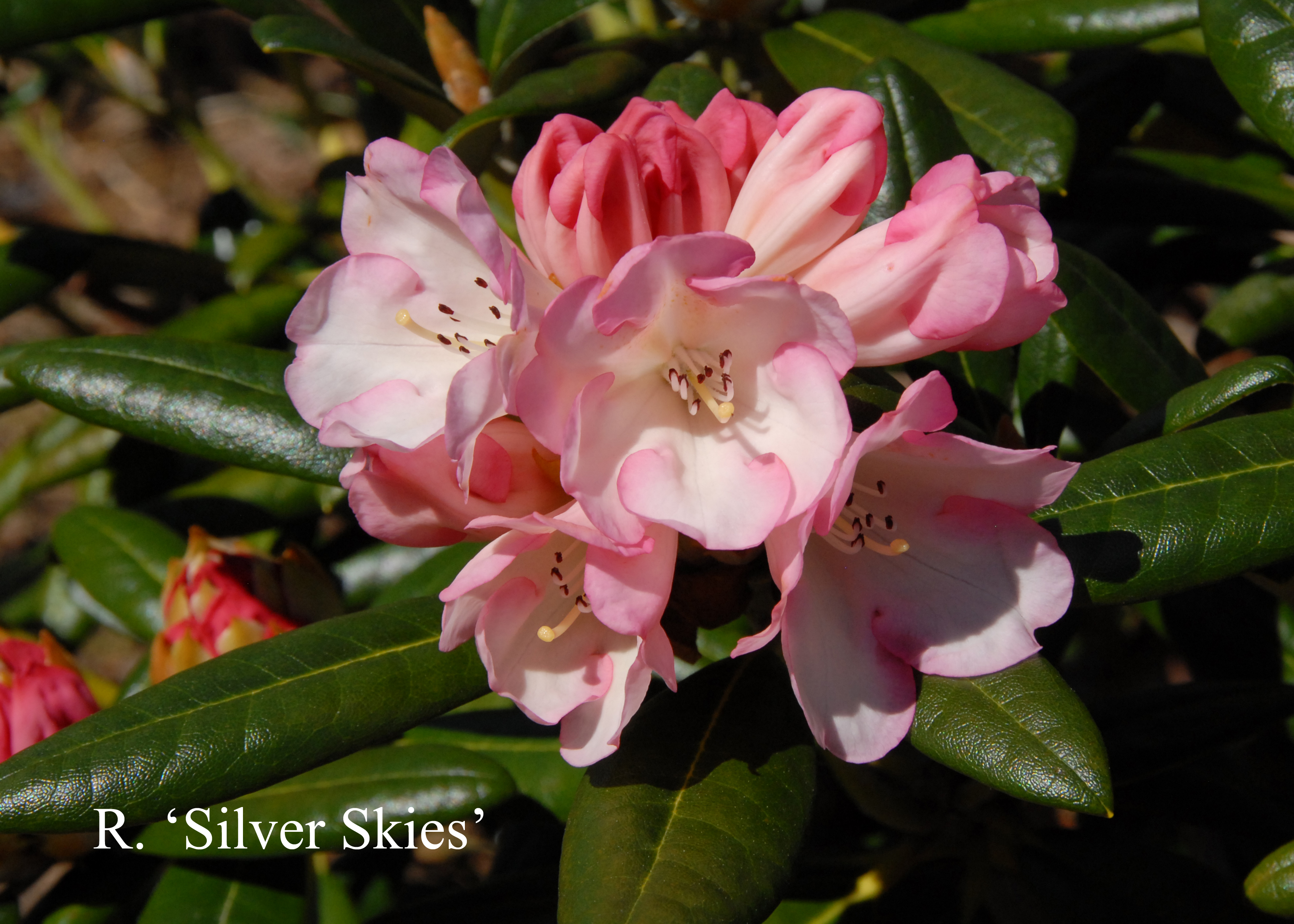 Rhododendron Silver Skies photo
