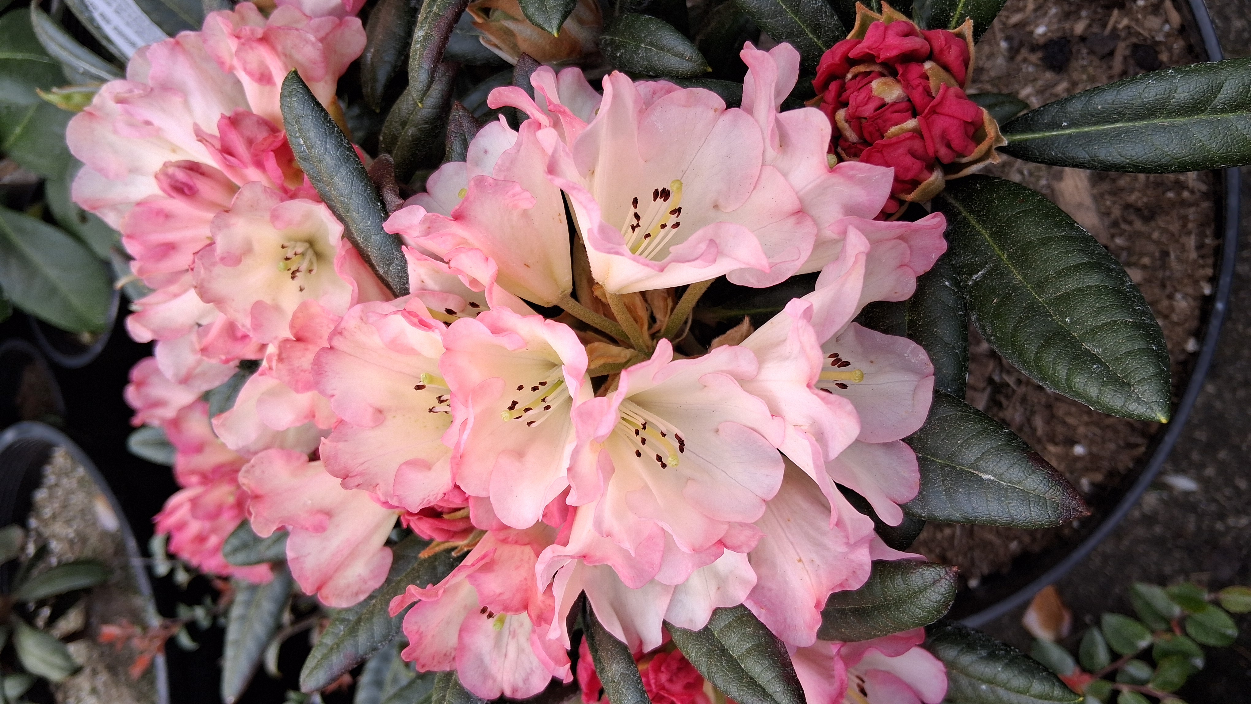 Rhododendron Silver Skies photo