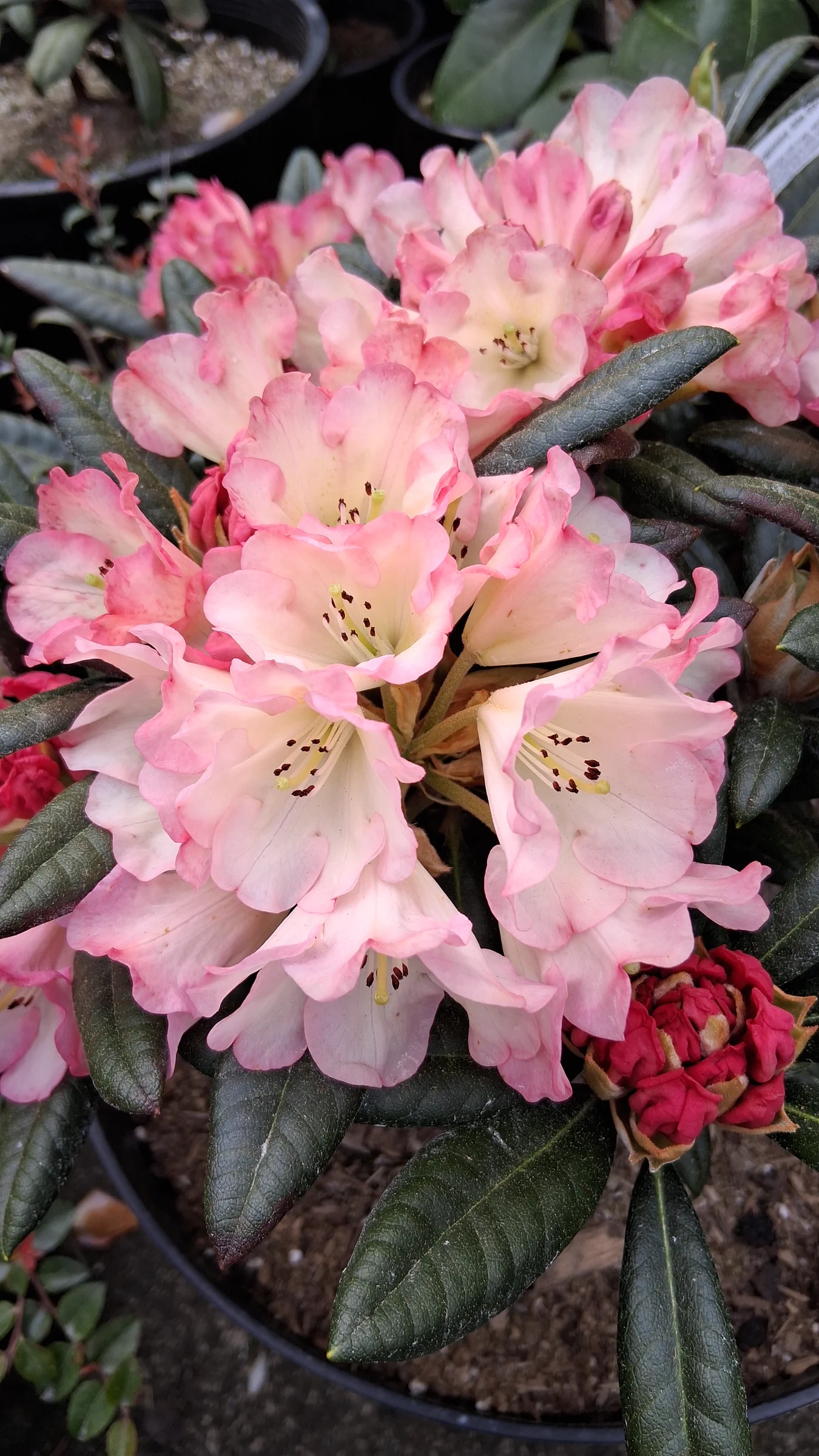 R. 'Silver Skies' photo of R. 'Silver Skies'. R. 'Silver Skies' flowers. Location: Private Garden Seatac, WA, USA. Photo by: Thatrhodylady