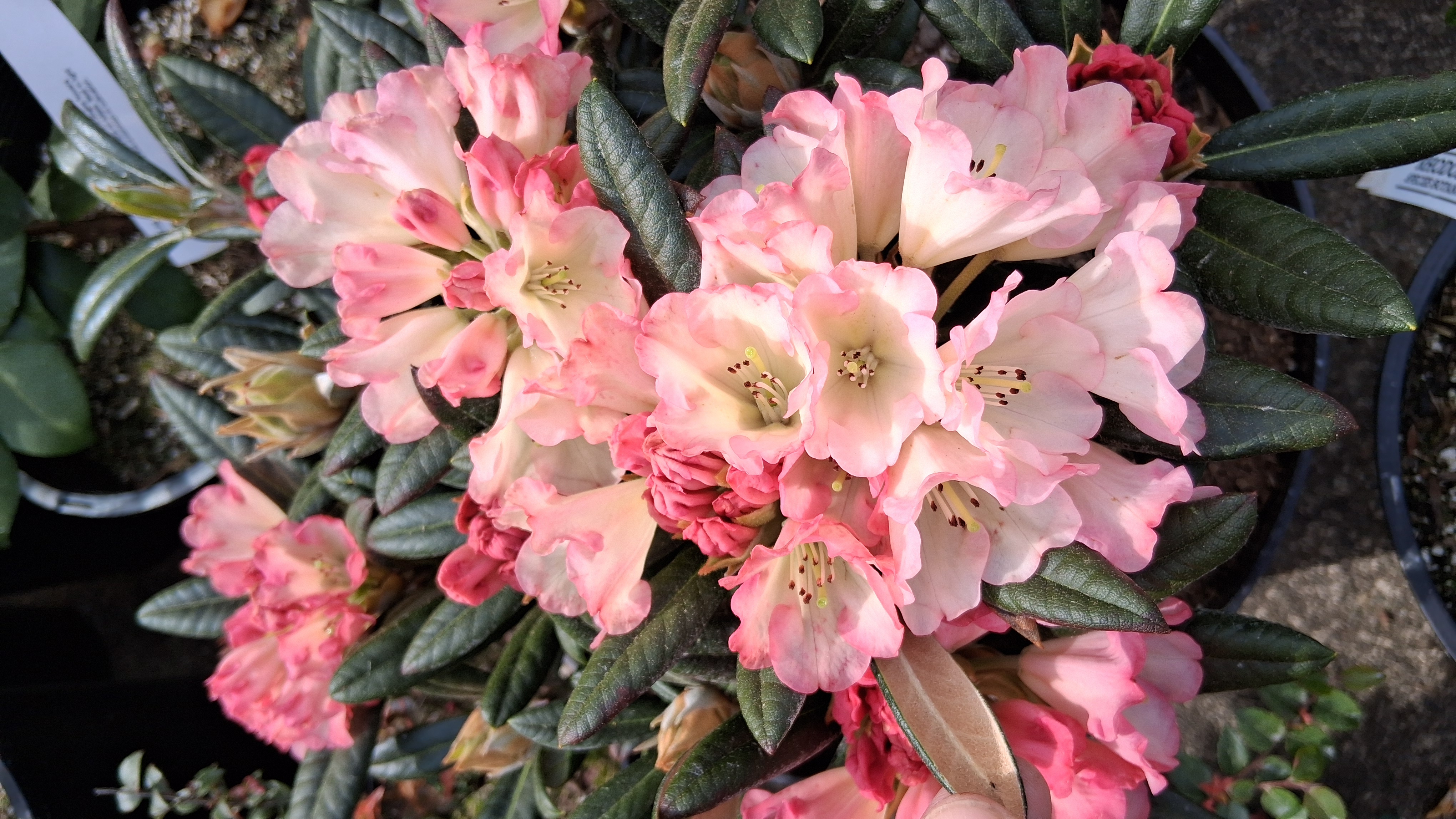 Rhododendron Silver Skies photo