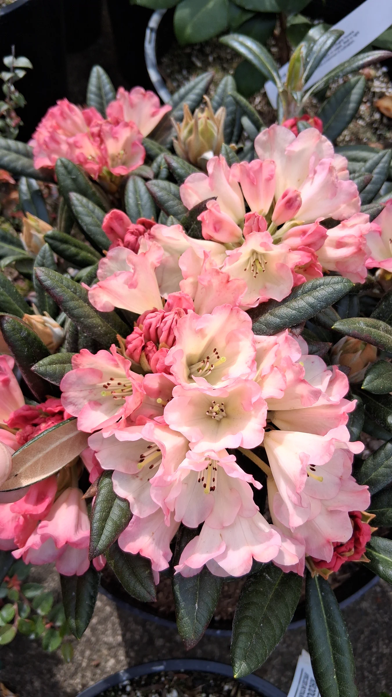 R. 'Silver Skies' photo of R. 'Silver Skies'. R. 'Silver Skies' flowers and indumentum in the sun.. Location: Private Garden Seatac, WA, USA. Photo by: Thatrhodylady