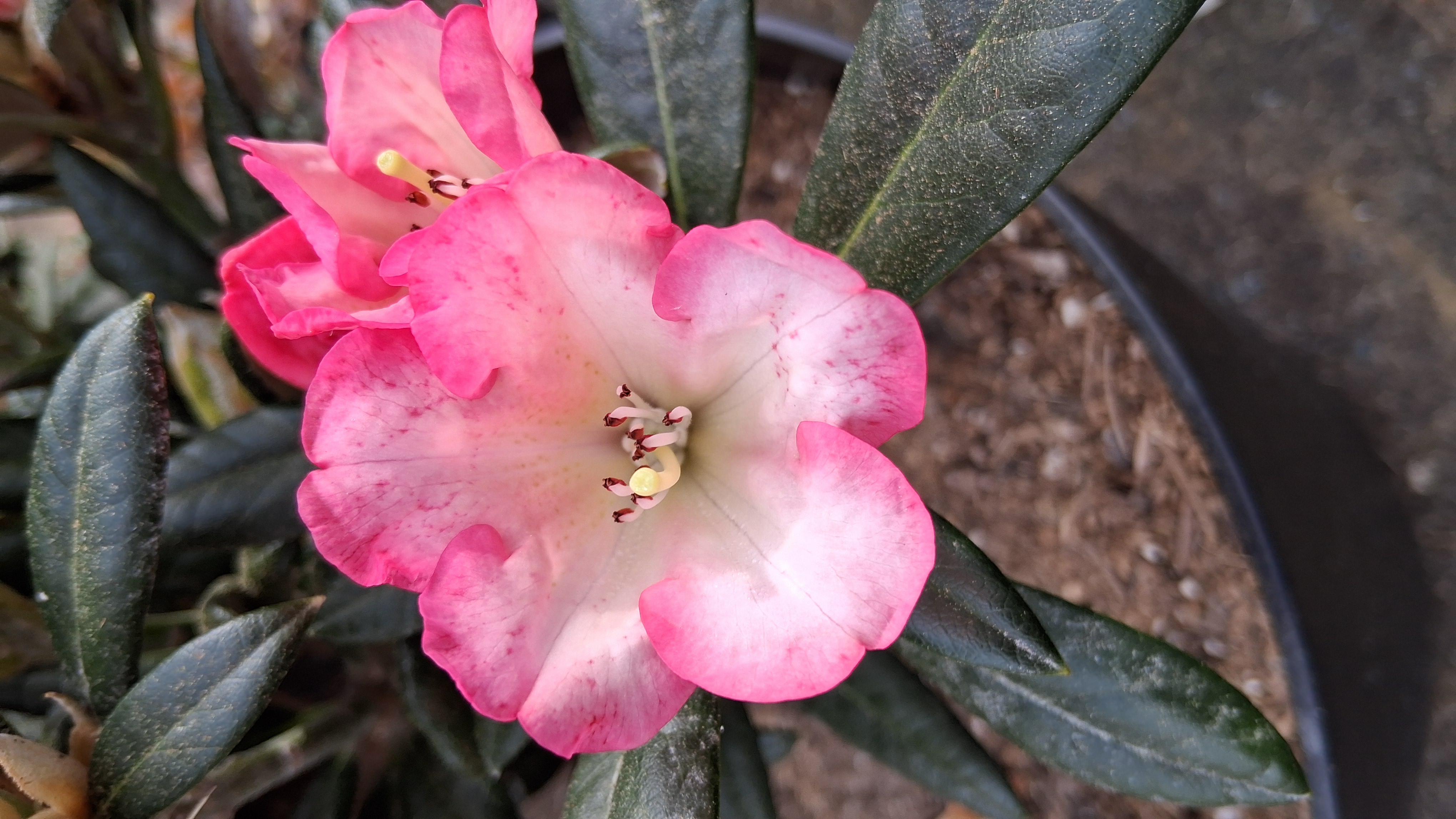 Rhododendron Silver Skies photo