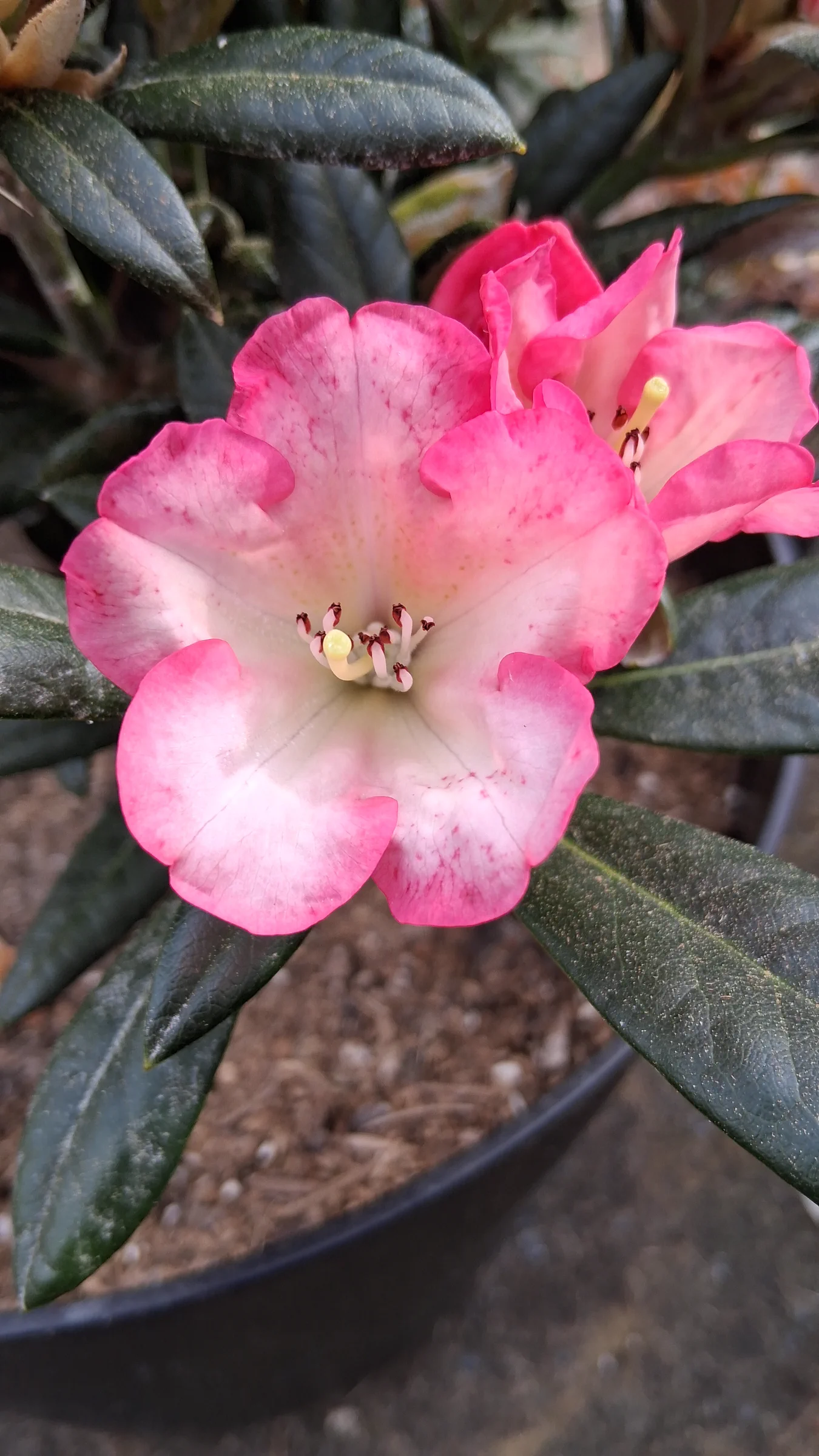 R. 'Silver Skies' photo of R. 'Silver Skies'. R. 'Silver Skies' closeup on freshly opened flower with stigma, stamen, and blotch.. Location: Private Garden Seatac, WA, USA. Photo by: Thatrhodylady