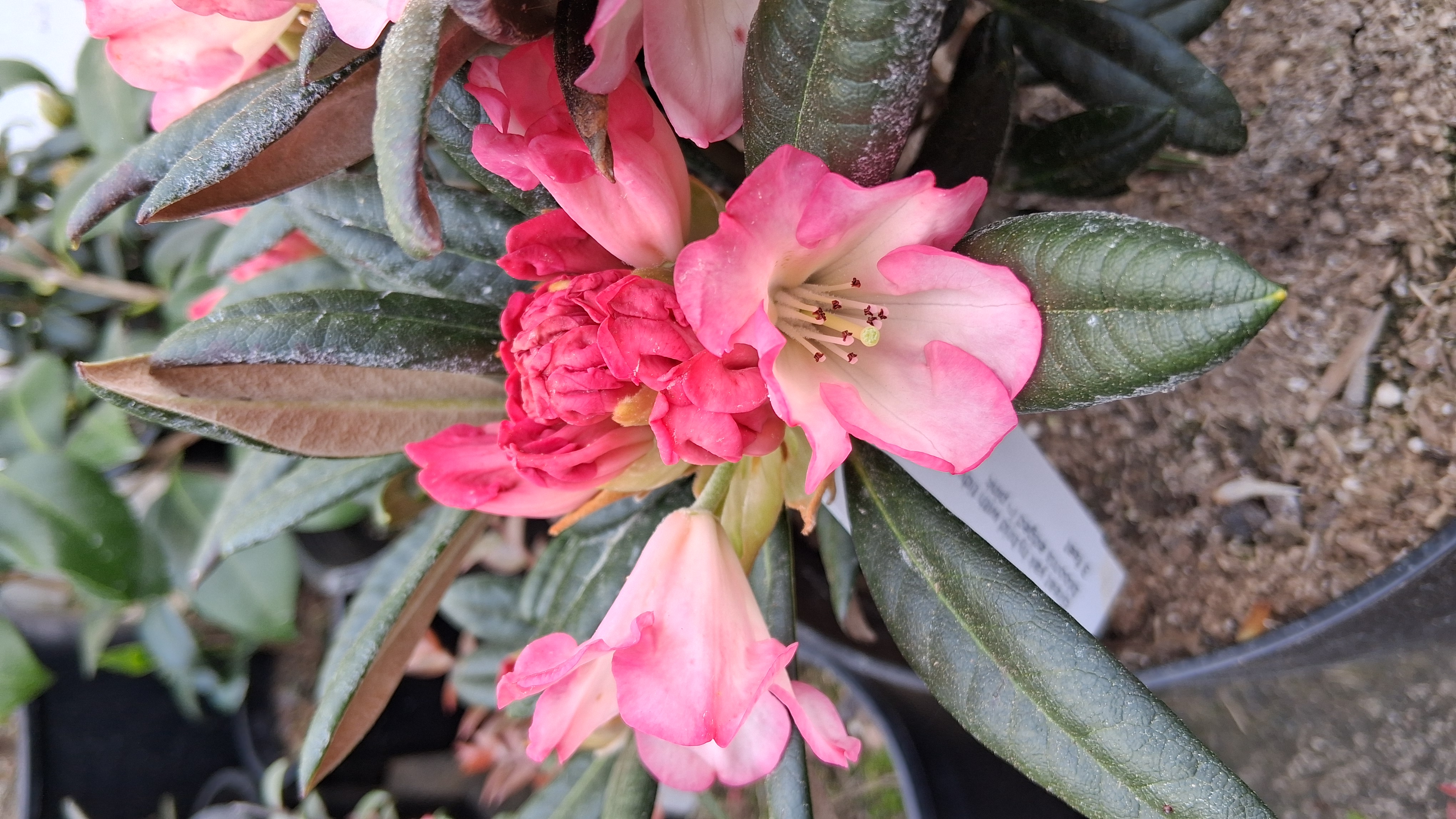 Rhododendron Silver Skies photo