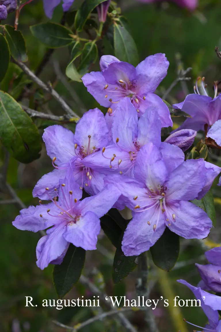 Photo of R. augustinii ssp augustinii 'Whalley's Augustinii', Rhododendron Species Selection