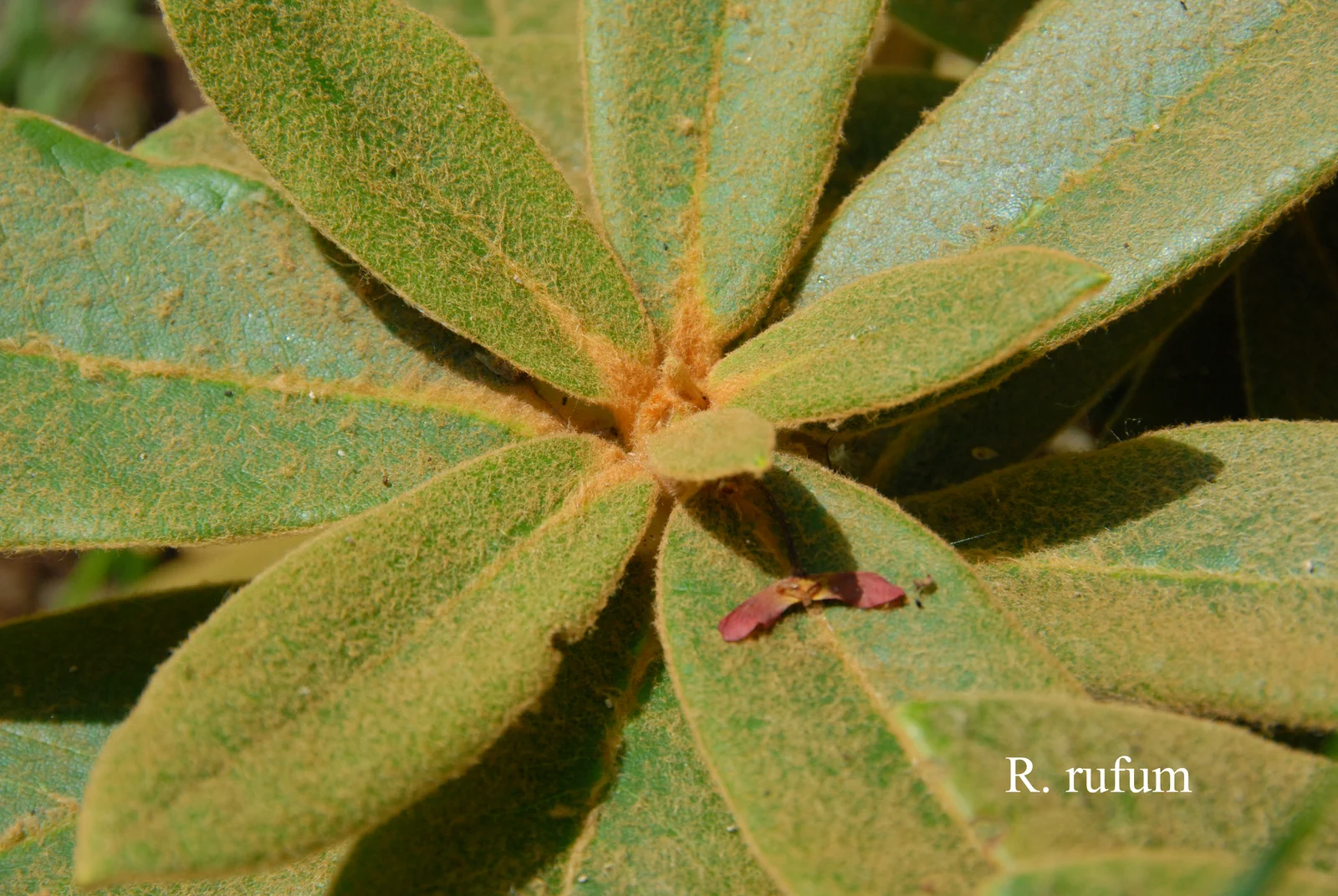 R. rufum photo of R. rufum. Leaves. Location: Fearing's Farm Nursery, Abbotsford, BC, Canada. Photo by: Harold Fearing