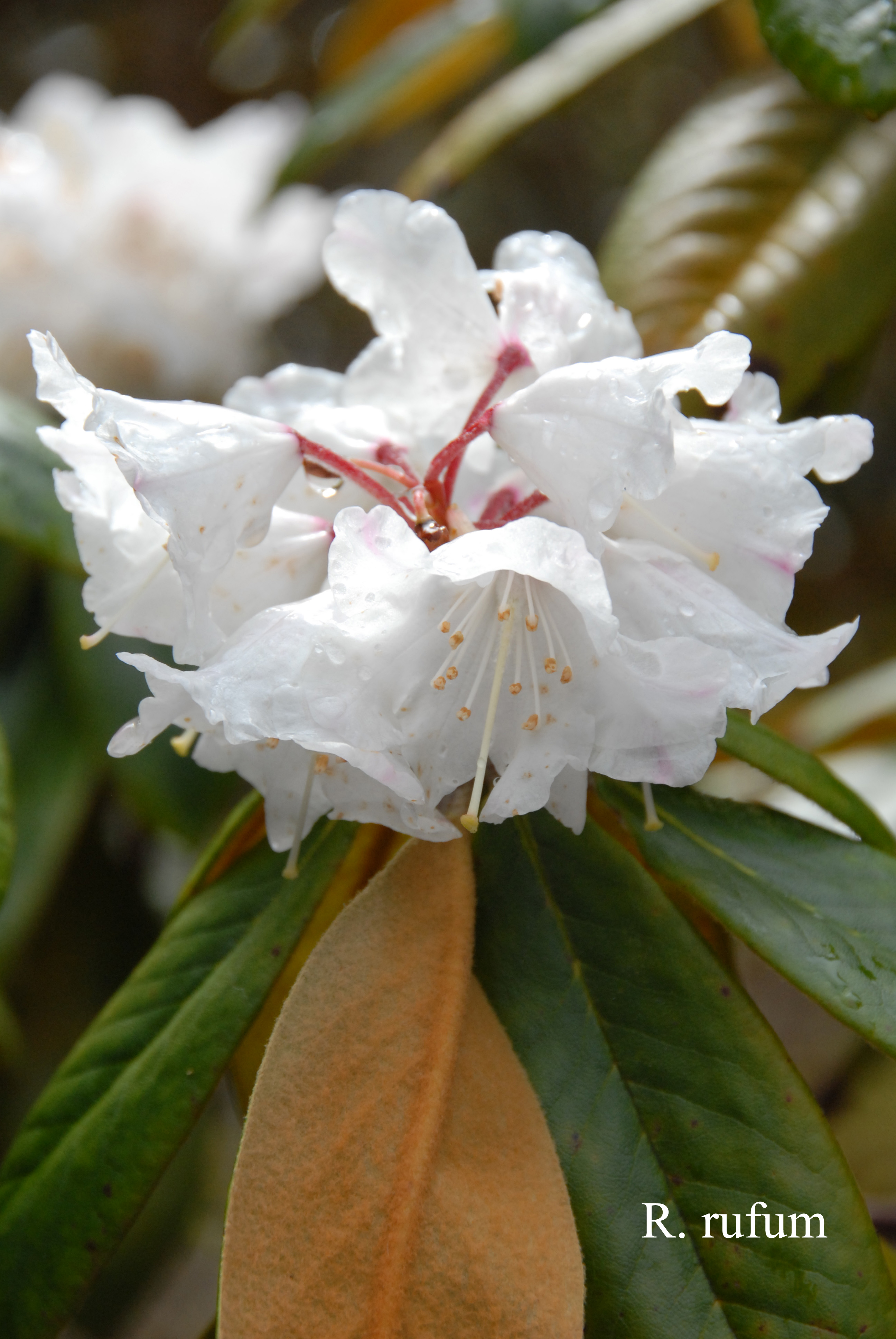 Rhododendron rufum photo