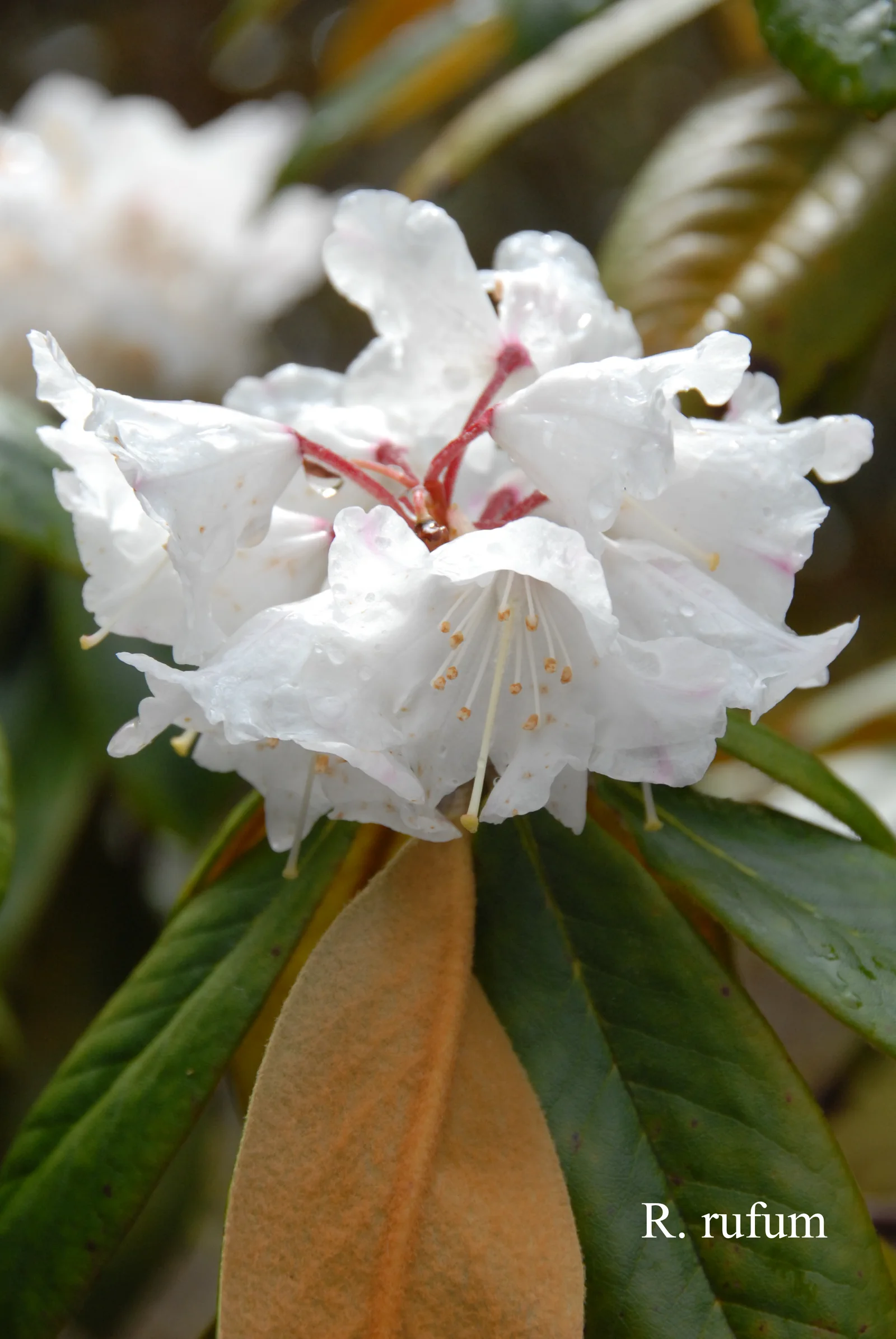 R. rufum photo of R. rufum. Location: Fearing's Farm Nursery, Abbotsford, BC, Canada. Photo by: Harold Fearing