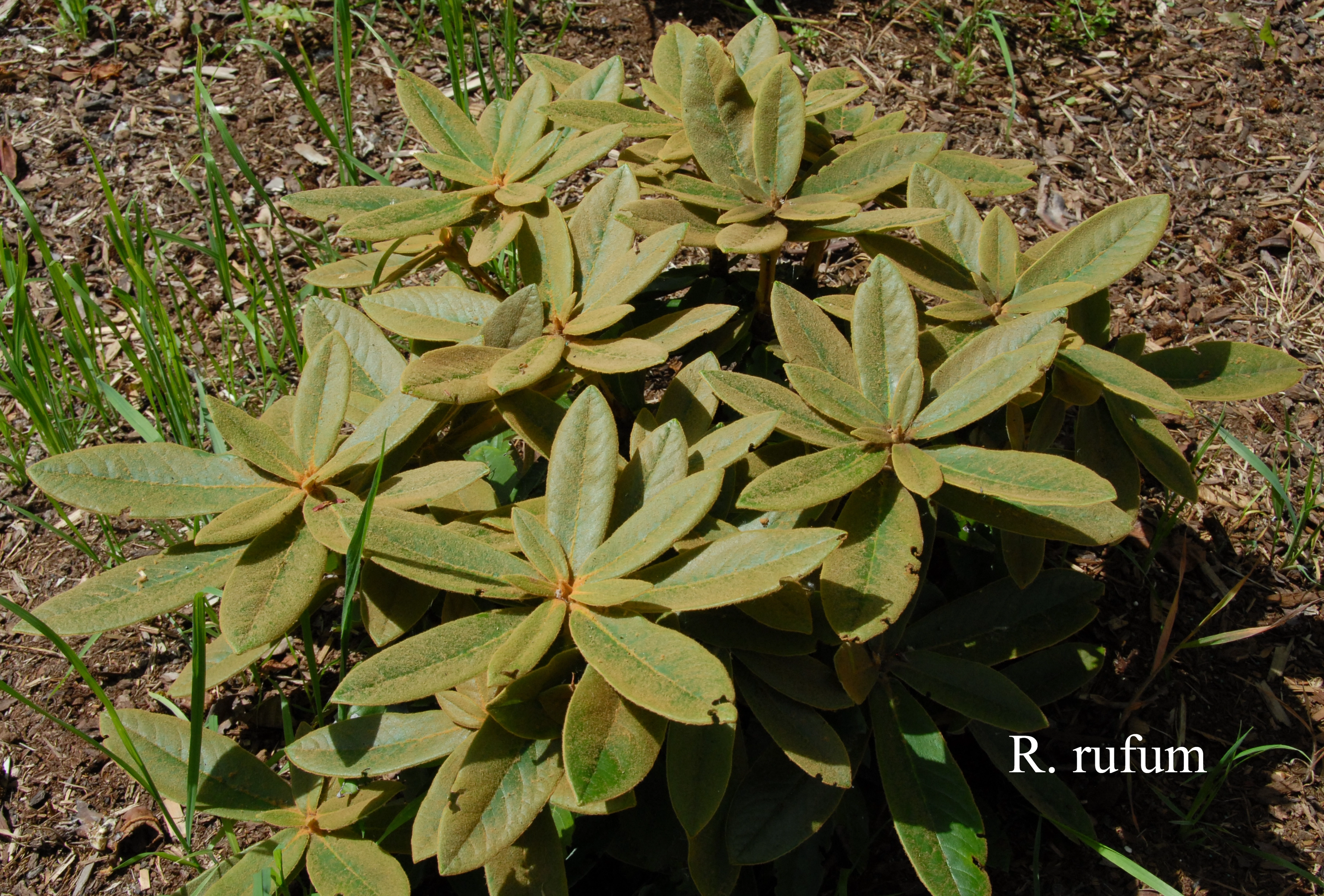 Rhododendron rufum photo