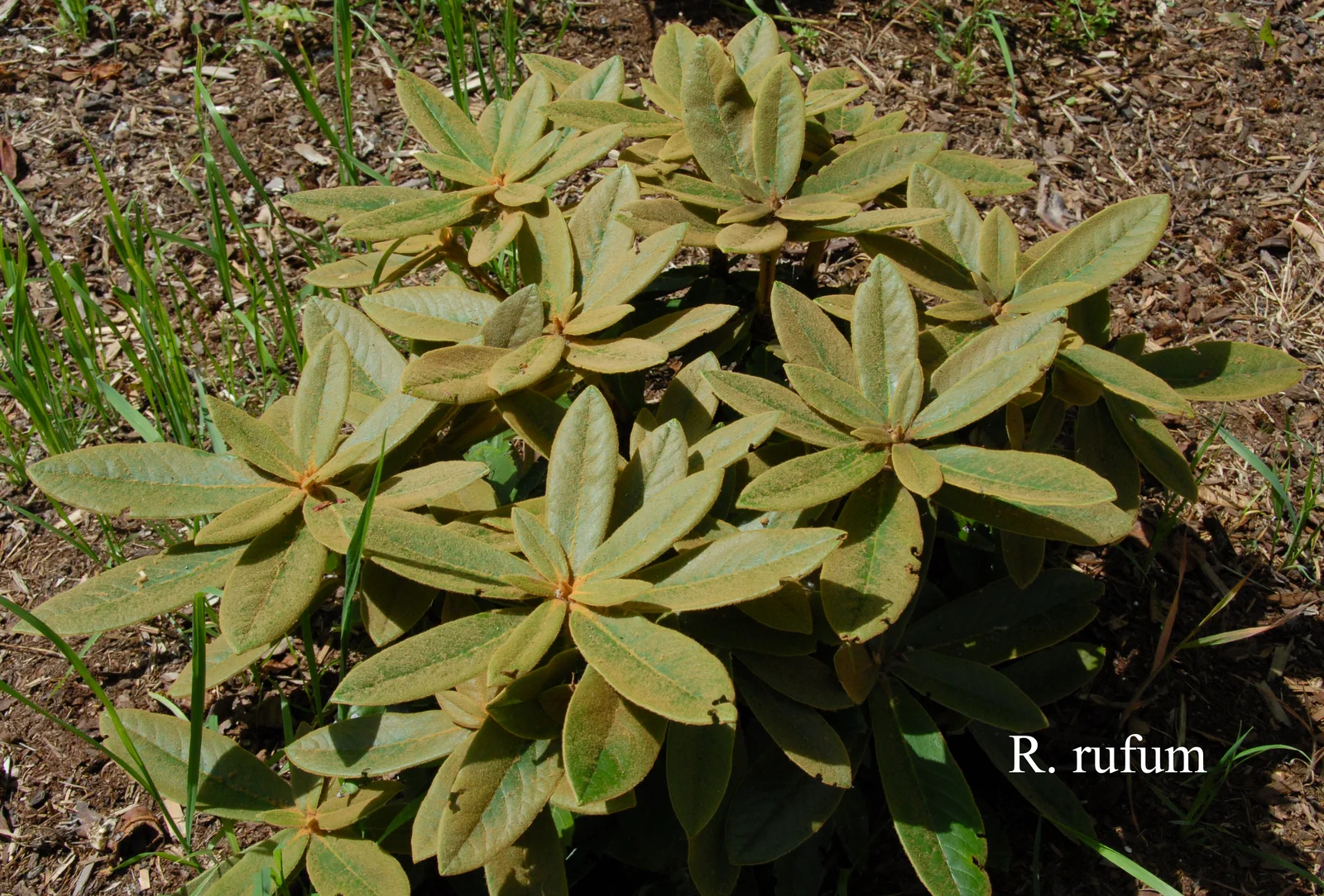 R. rufum photo of R. rufum. Leaves. Location: Fearing's Farm Nursery, Abbotsford, BC, Canada. Photo by: Harold Fearing