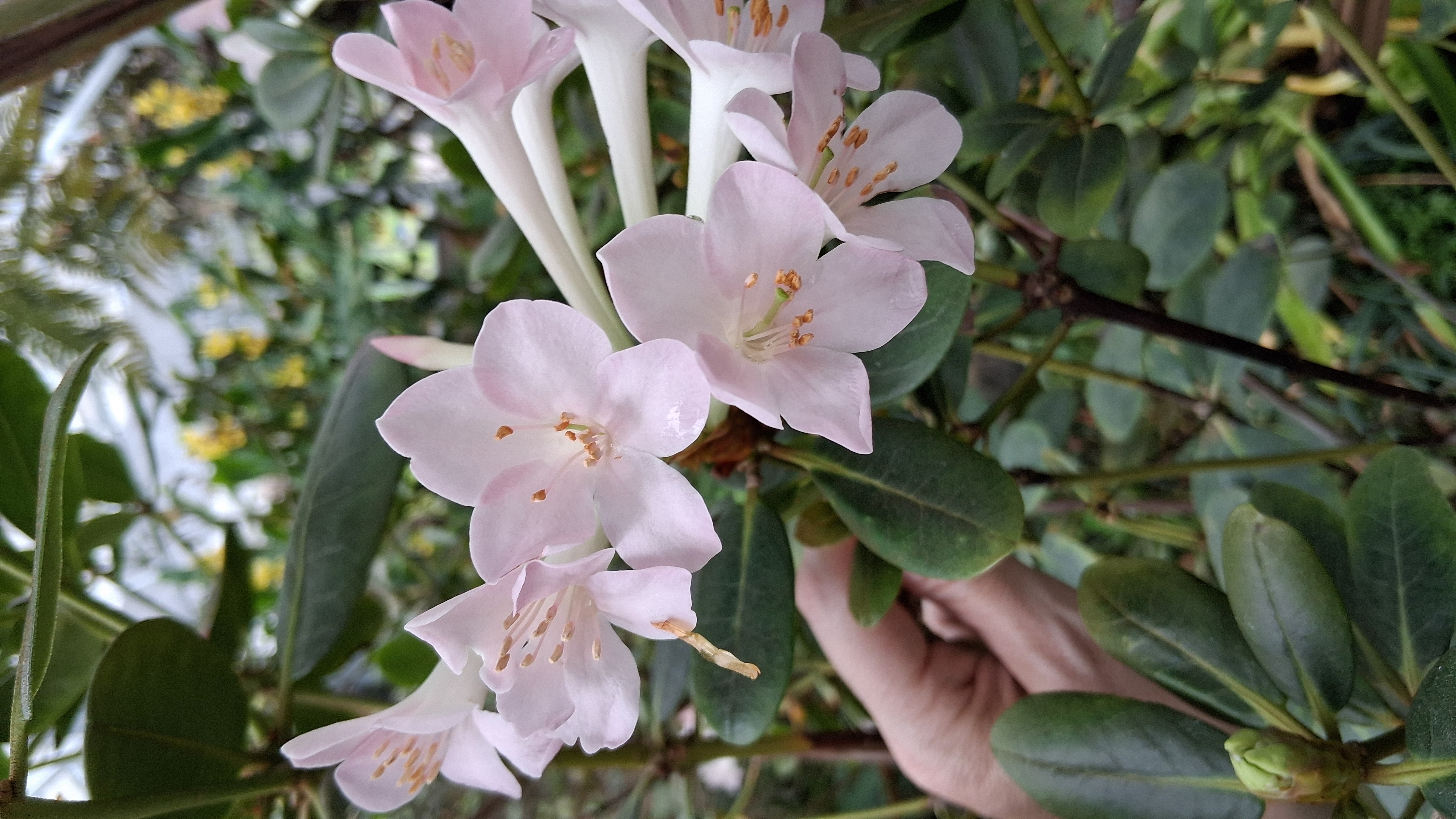 Rhododendron pleianthum photo