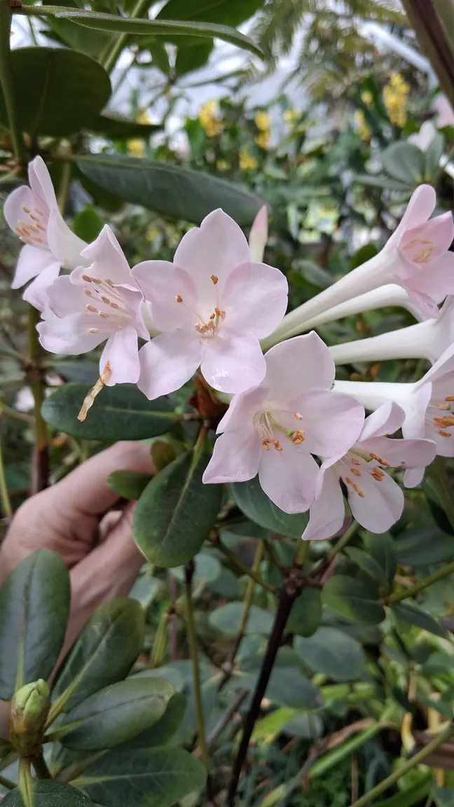Photo of R. pleianthum, Species