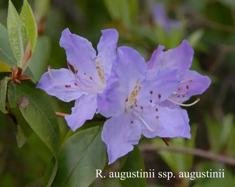 Photo of R. augustinii ssp augustinii, Species