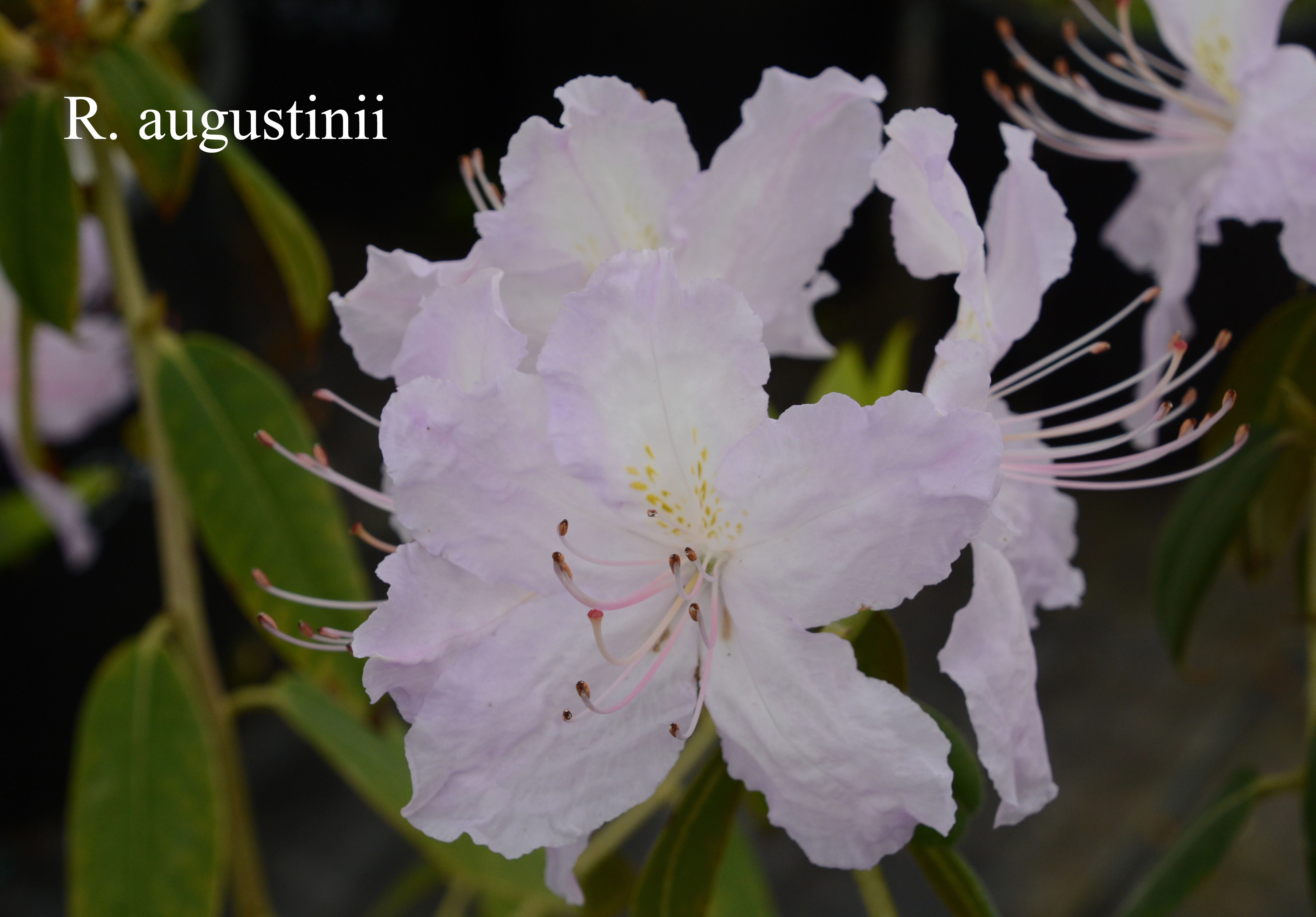 Rhododendron augustinii ssp augustinii photo