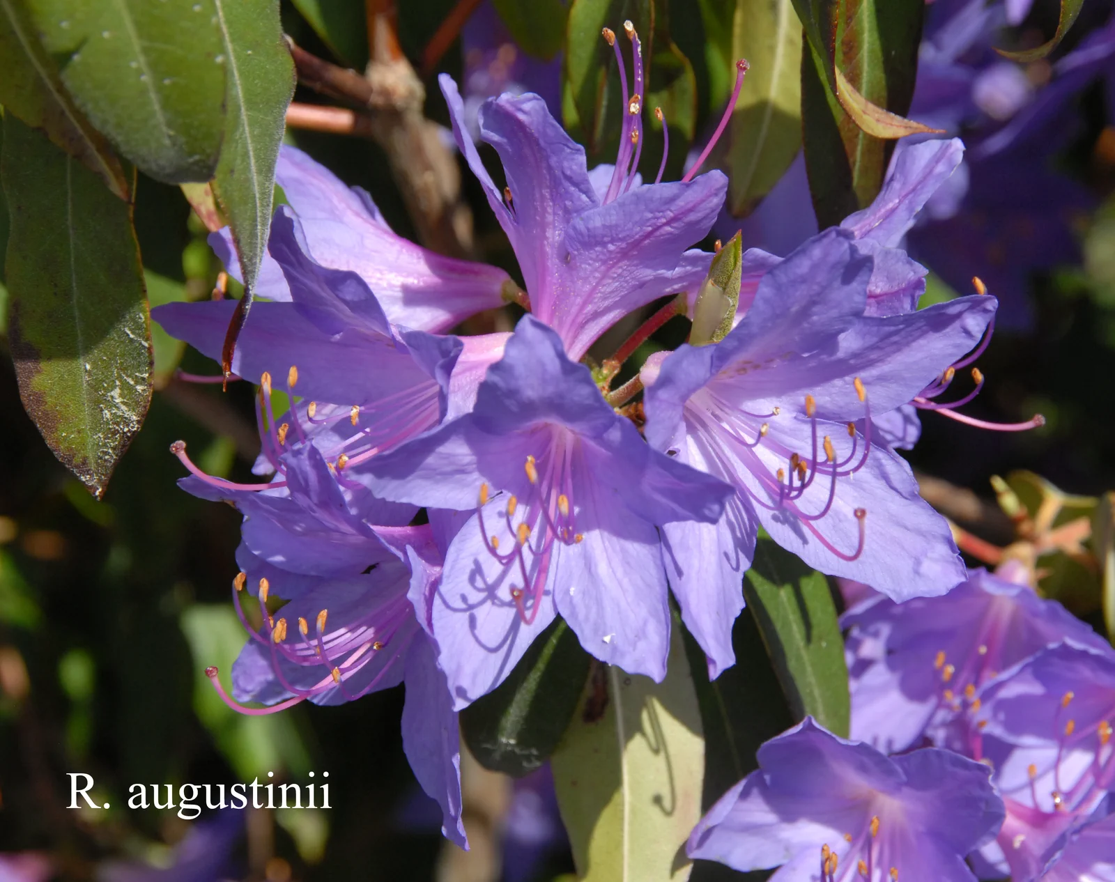 R. augustinii ssp augustinii photo of R. augustinii ssp augustinii. Location: Fearing's Farm Nursery, Abbotsford, BC, Canada. Photo by: Harold Fearing