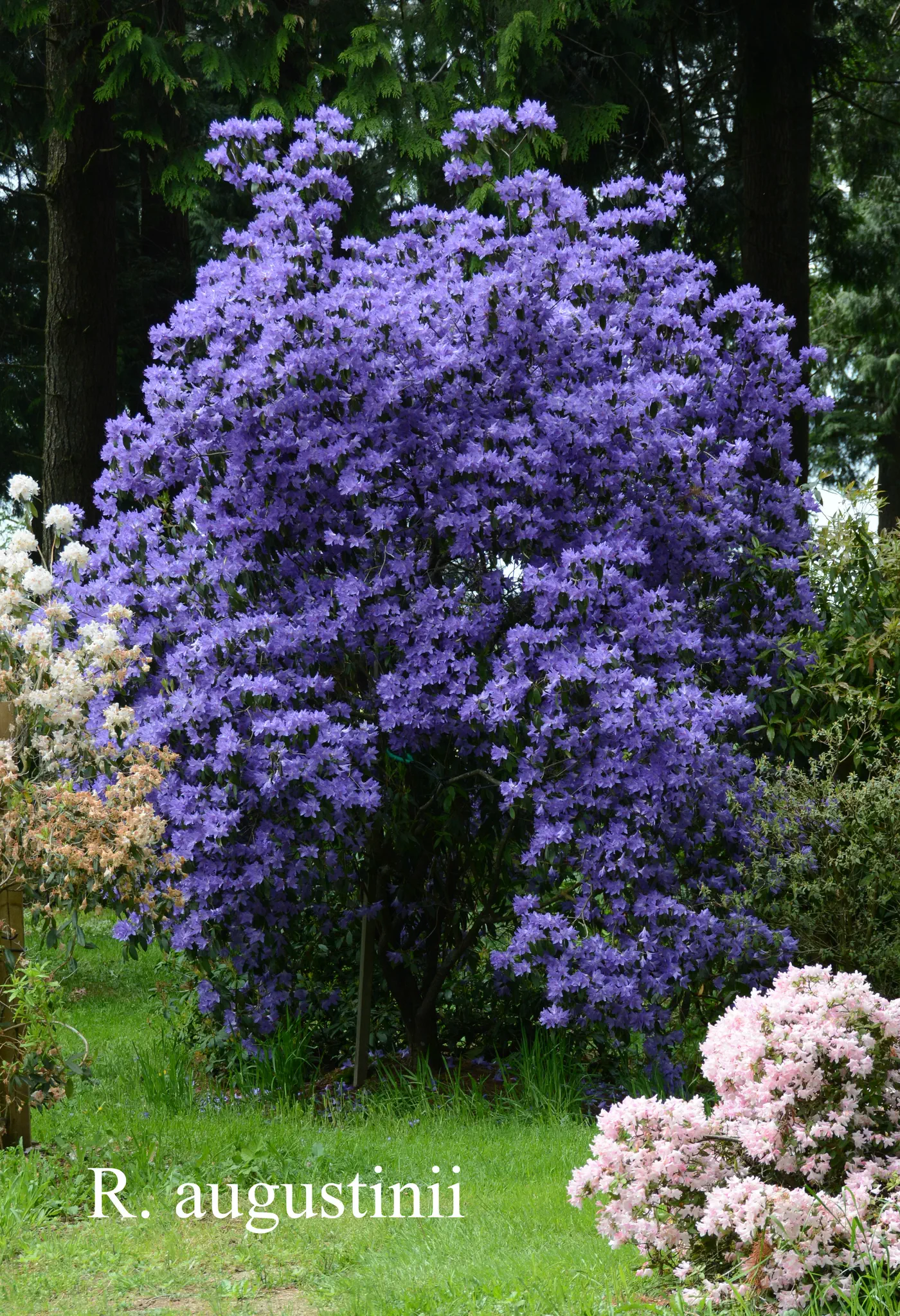 R. augustinii ssp augustinii photo of R. augustinii ssp augustinii. Location: Fearing's Farm Nursery, Abbotsford, BC, Canada. Photo by: Harold Fearing